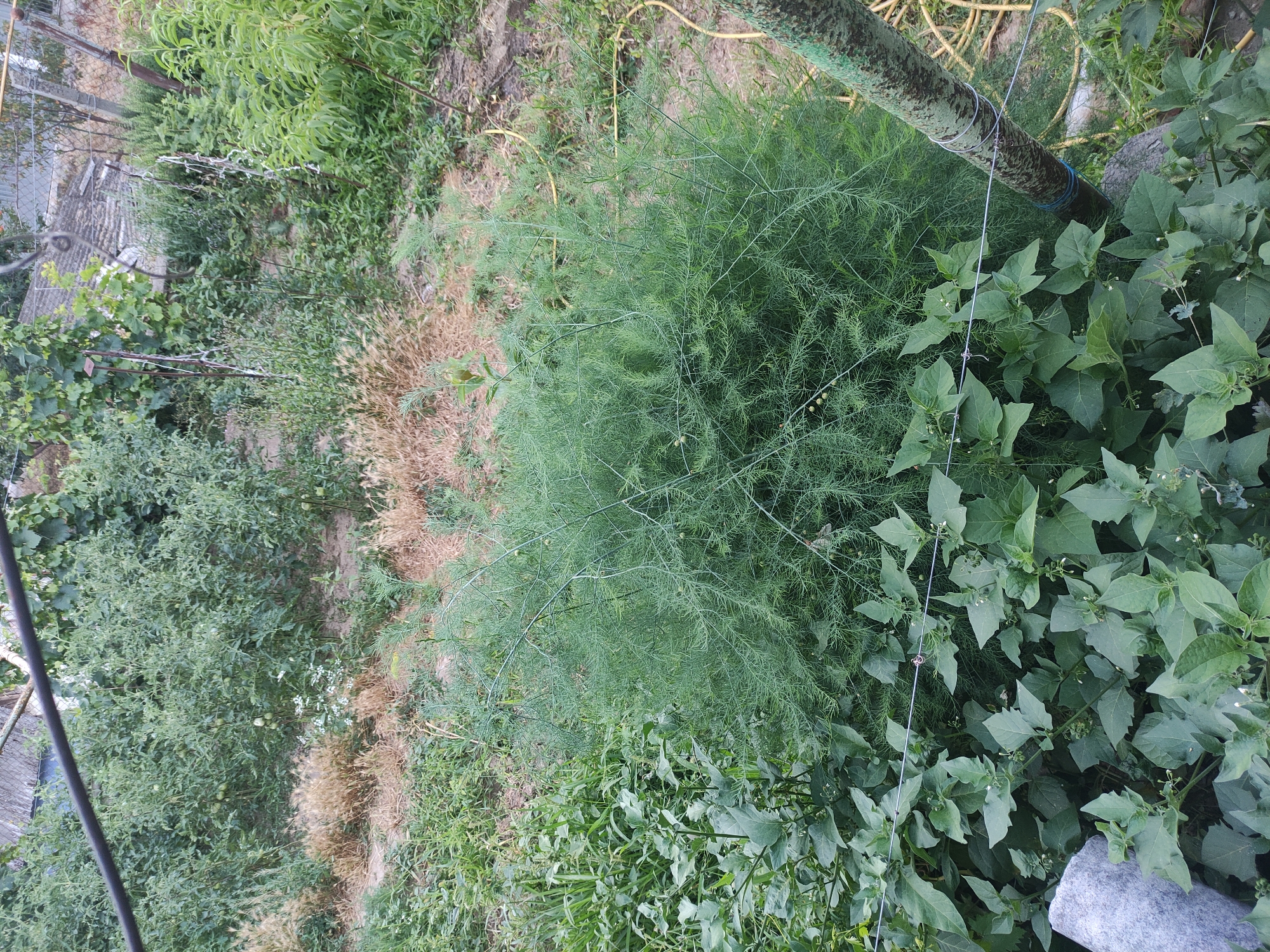 Summer afternoon in a Rybnitsa garden, home, and yard