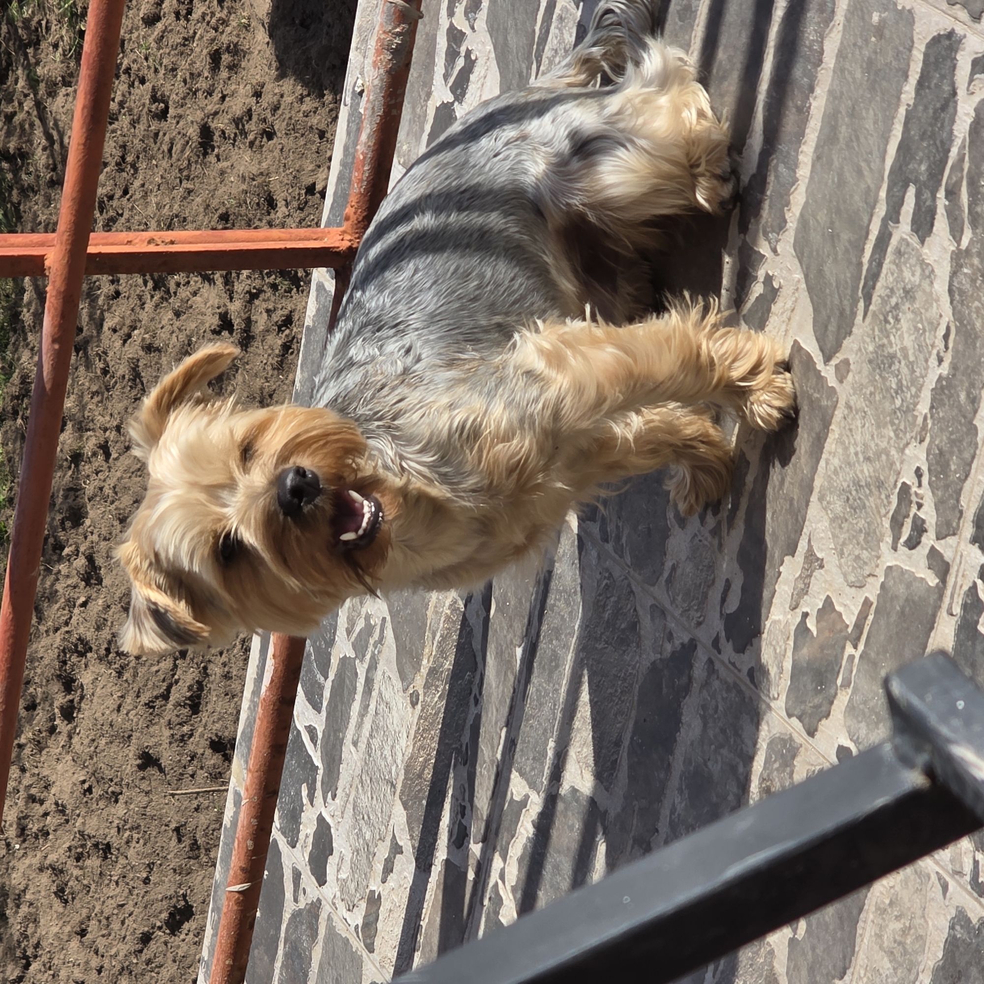Dogs spotted on stone pavement in Zheleznitsa, Bulgaria