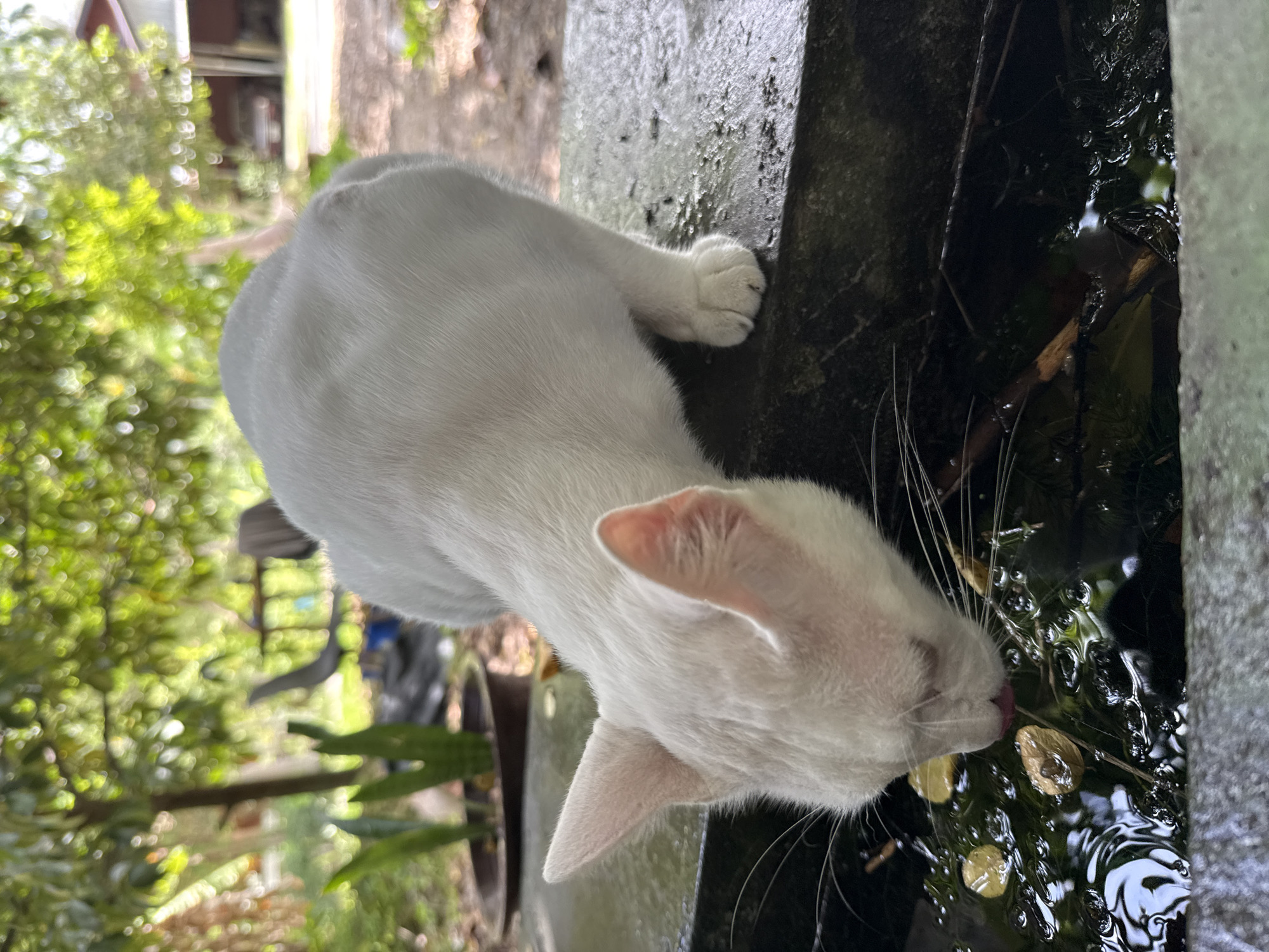 White cat drinks from a mossy ledge on Koh Phangan