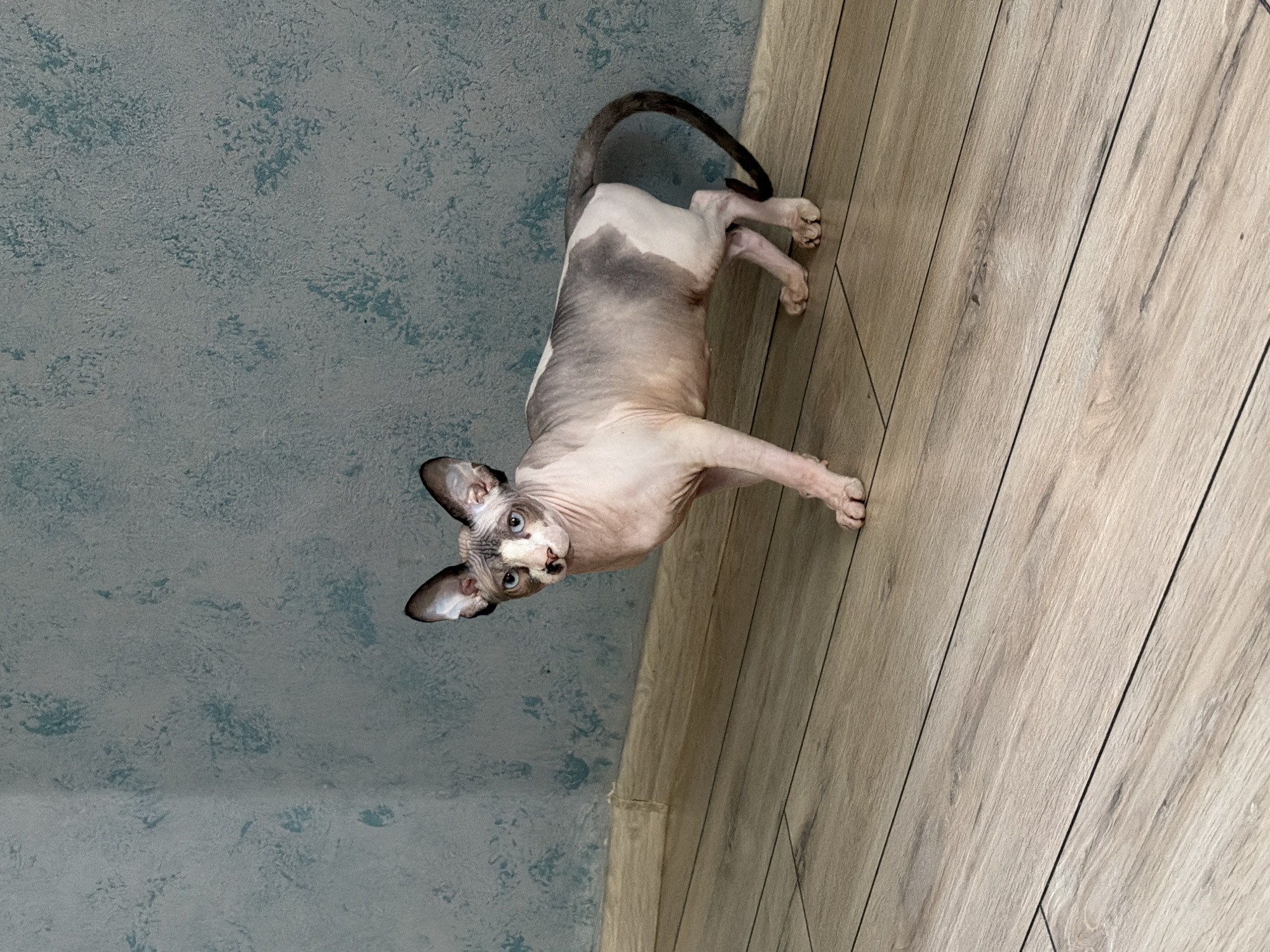 Indoor cats spotted in domestic setting during midday