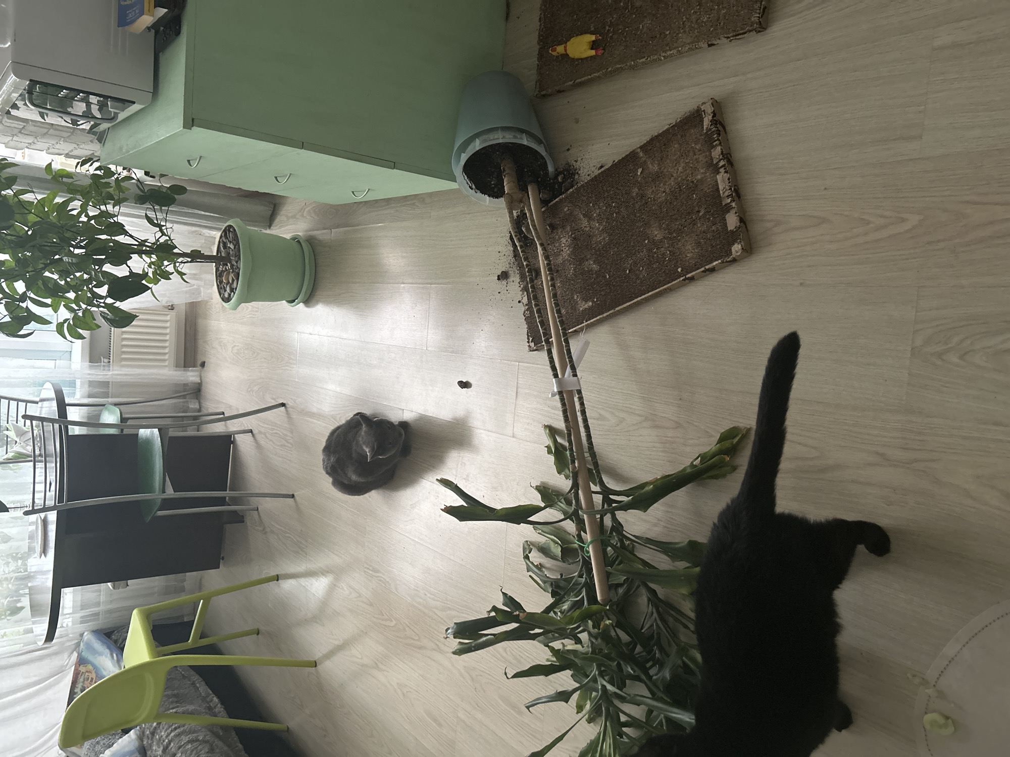 Kemerovo resident documents quiet apartment life with cats