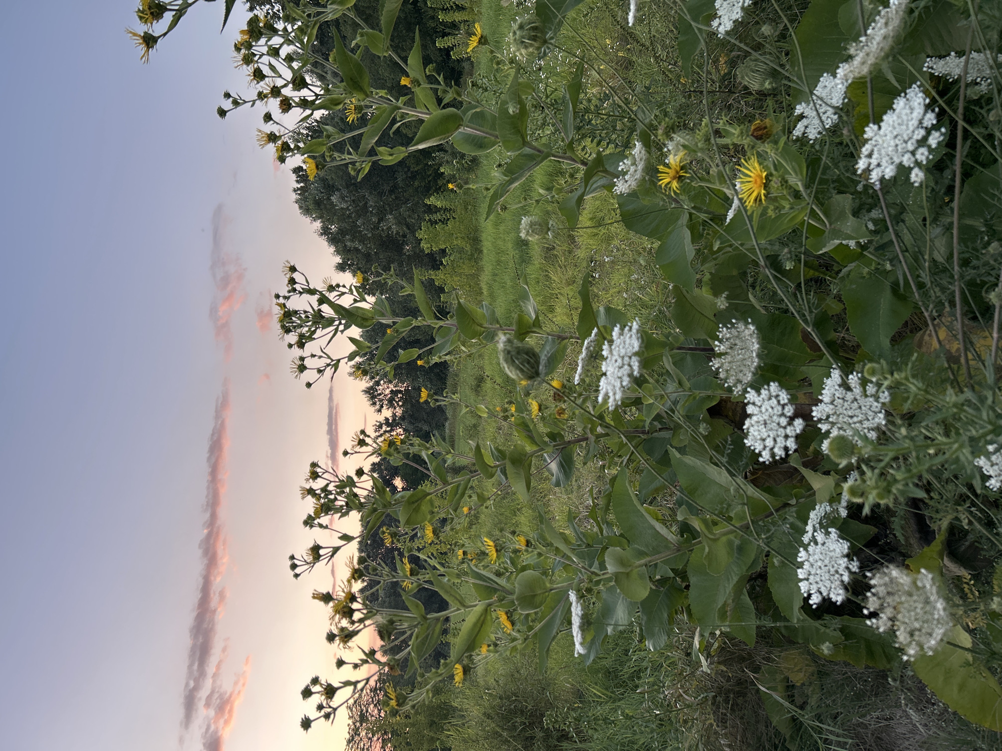 Wild flowers and field paths at dusk in rural Russia