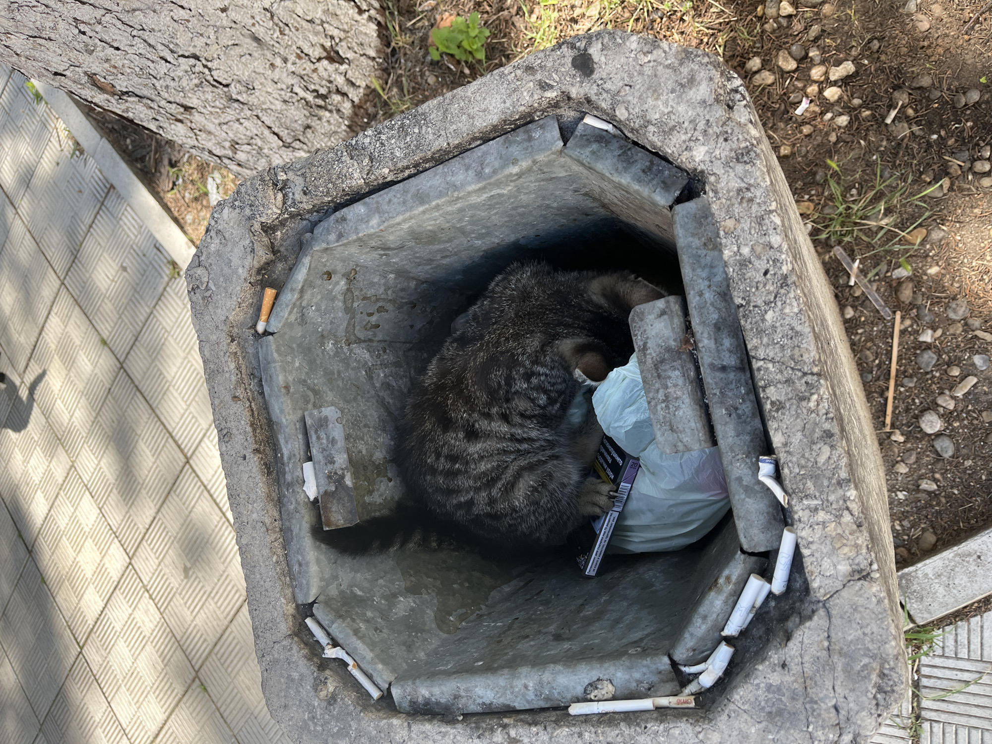 Tabby cat forages through a street ashtray in Pleven