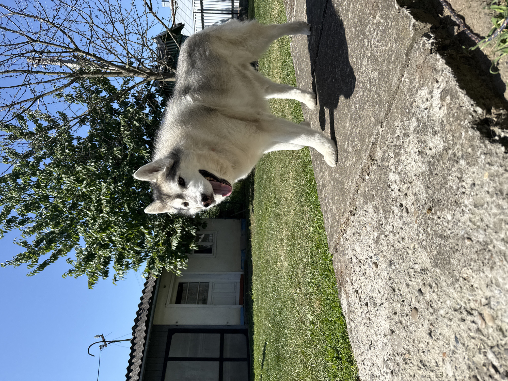 Husky and leashed cat share a sunny yard in Ukraine