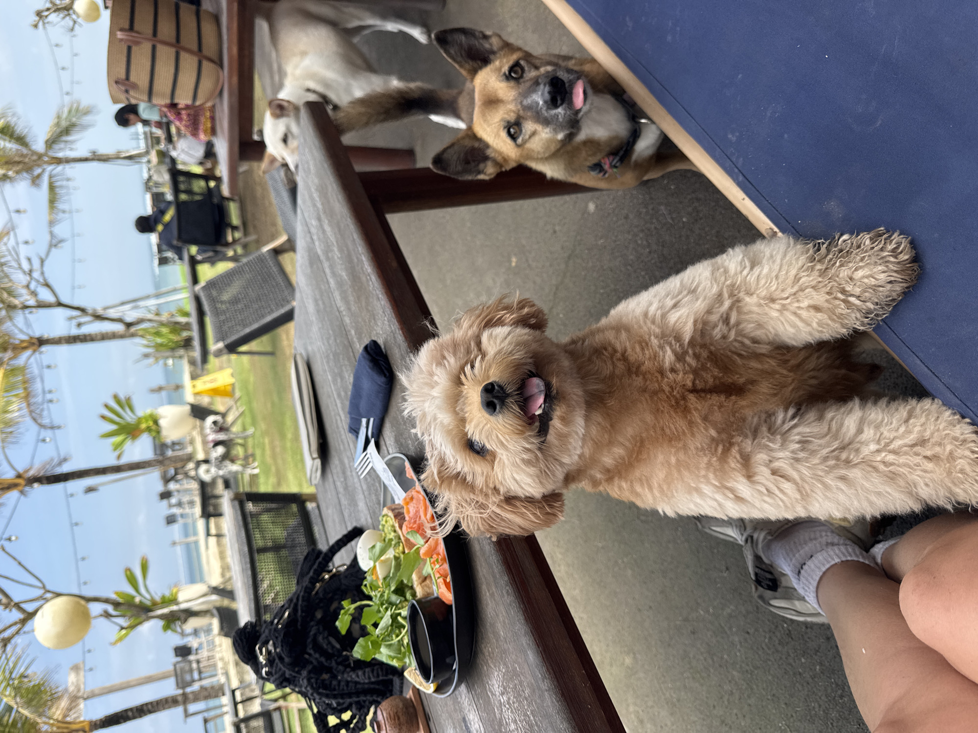 Dogs beg for food at beachfront restaurant in Mengwi