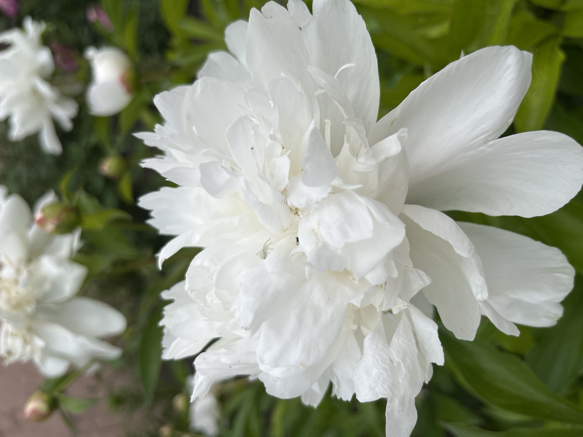 Peony flowers bloom in Seredivka garden, Ukraine
