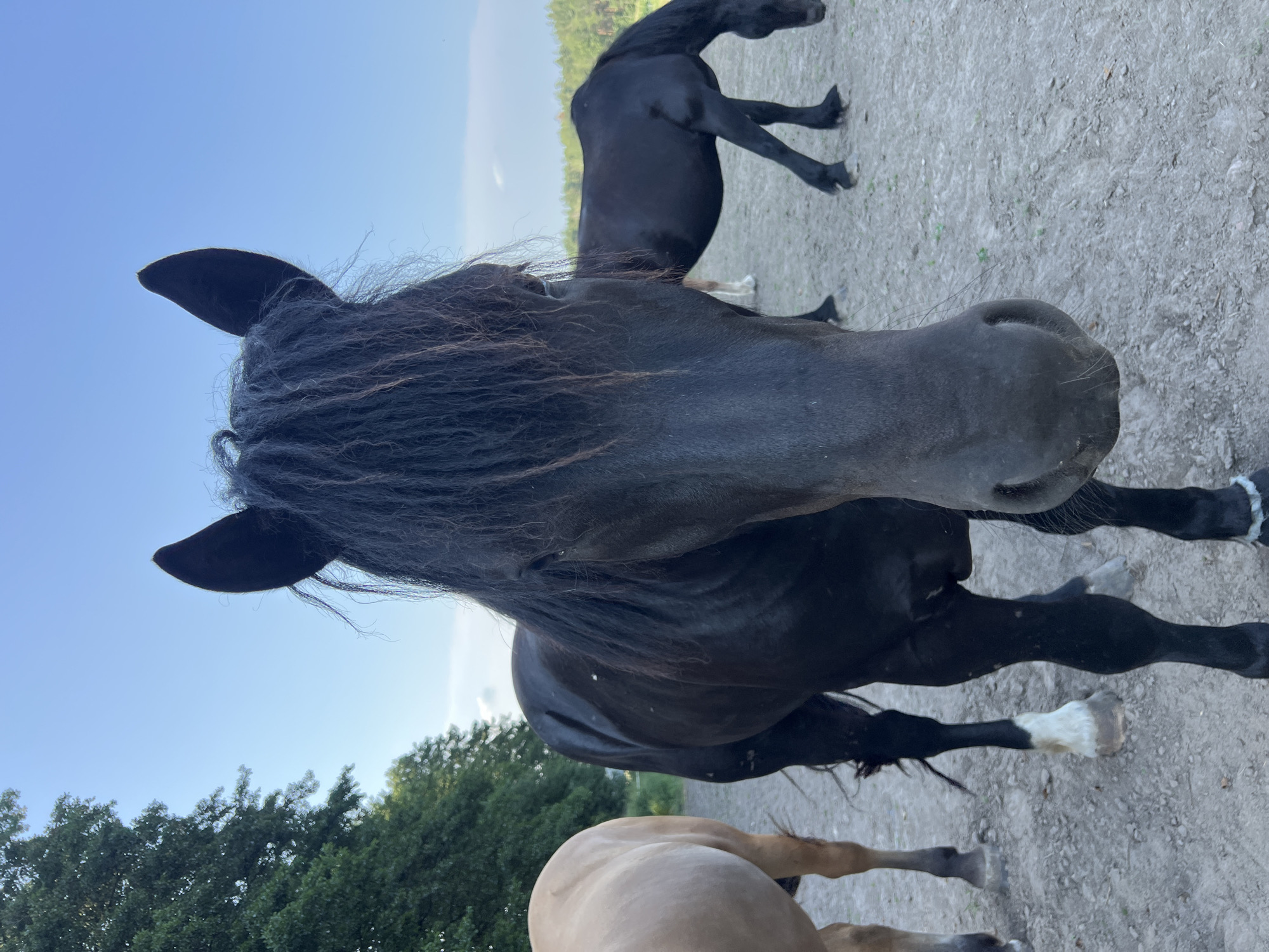 Horses grazing and being hand-fed at a Polish enclosure