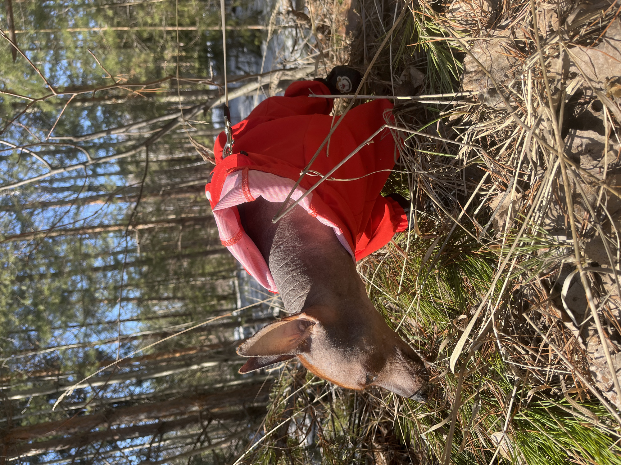 Dog walker with hairless pet observed in Chaikovsky forest