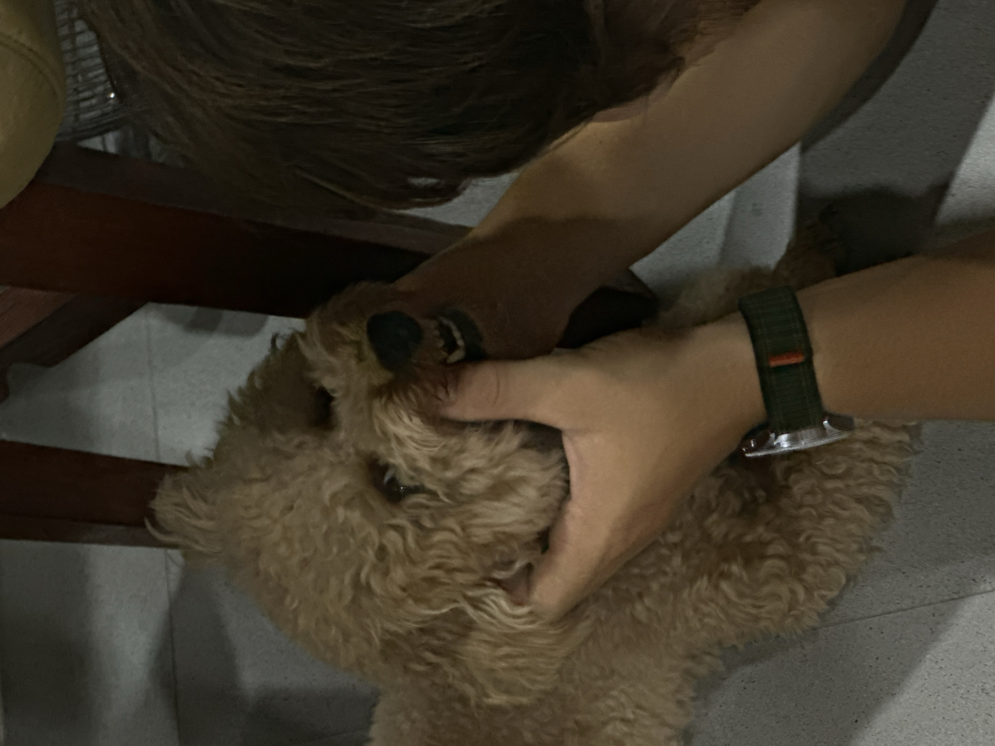 Pet owner bonds with poodle in Dalung home