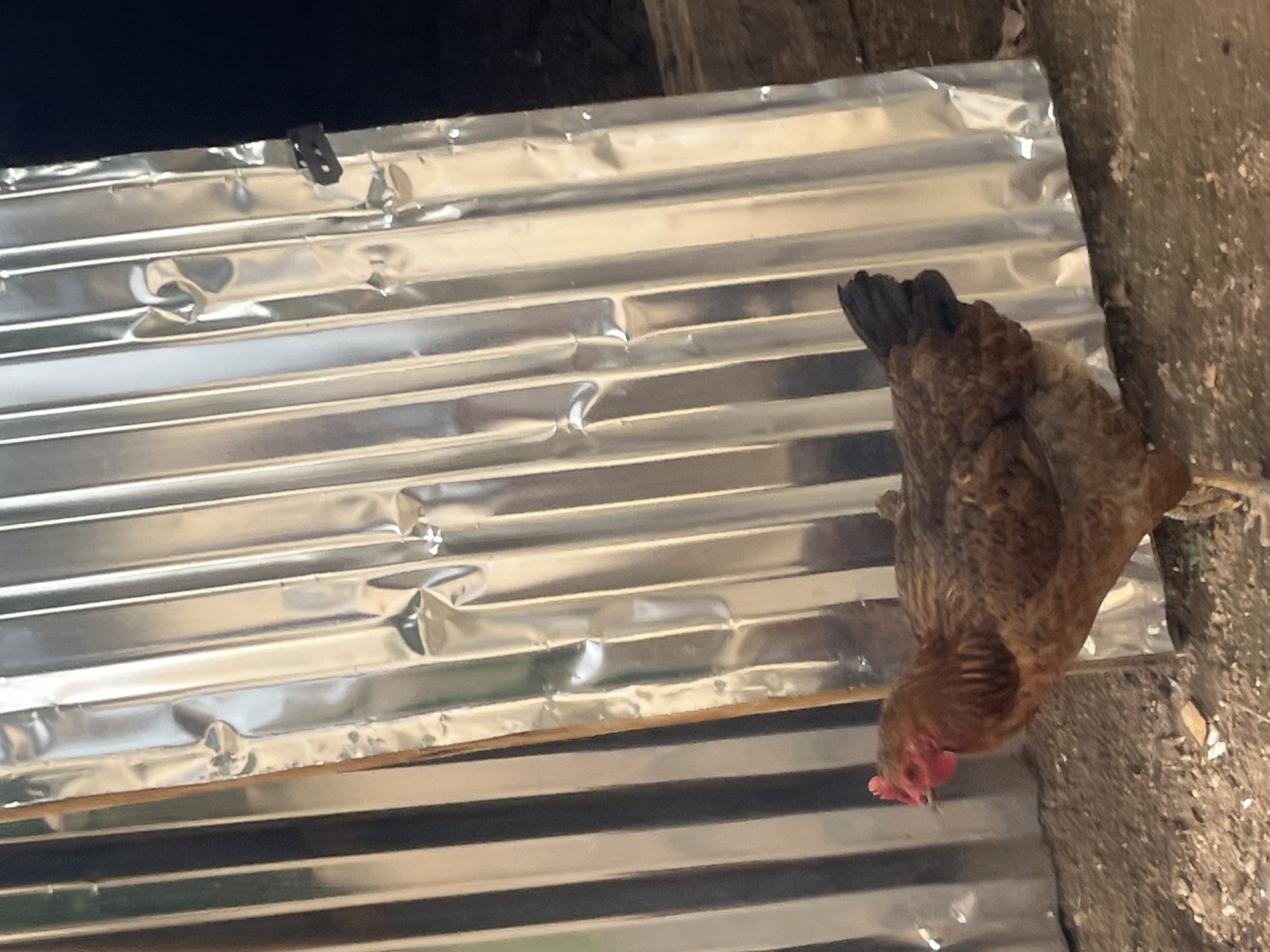 Rural life documented: chickens and flowering plants in Gura Top