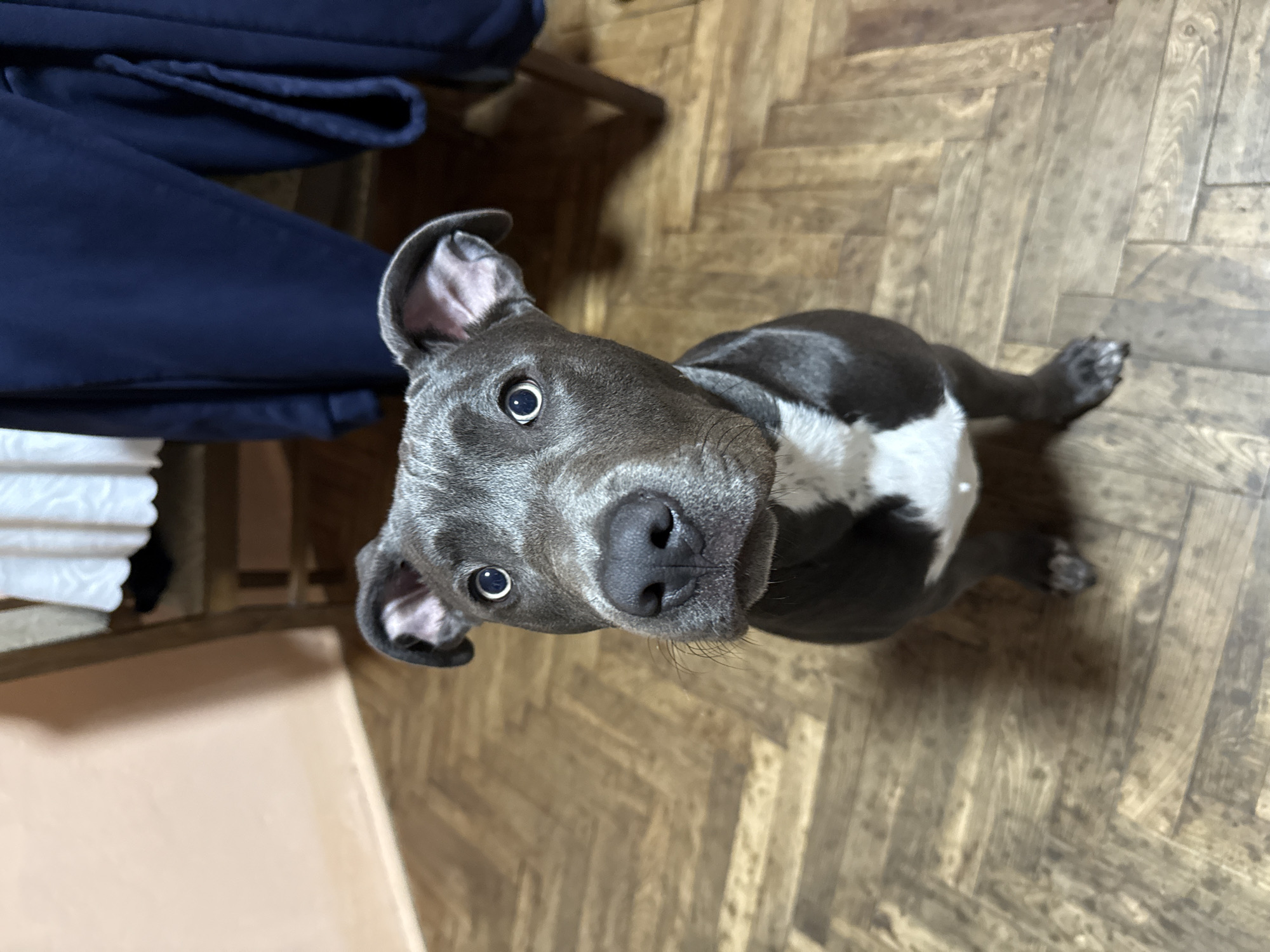 Pit bull dog photographed on parquet floor in Varna