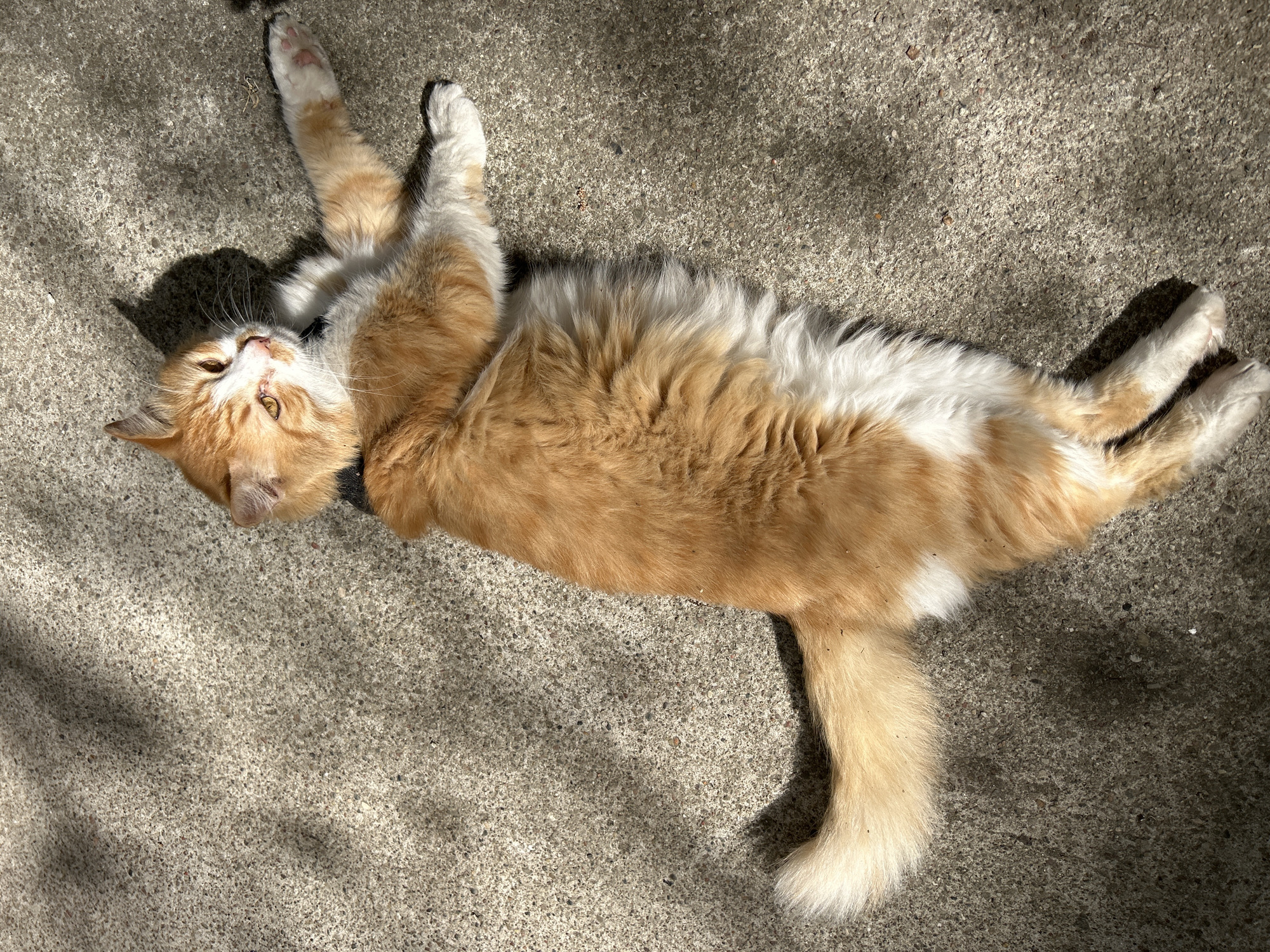 Orange cat spotted lounging on concrete surface