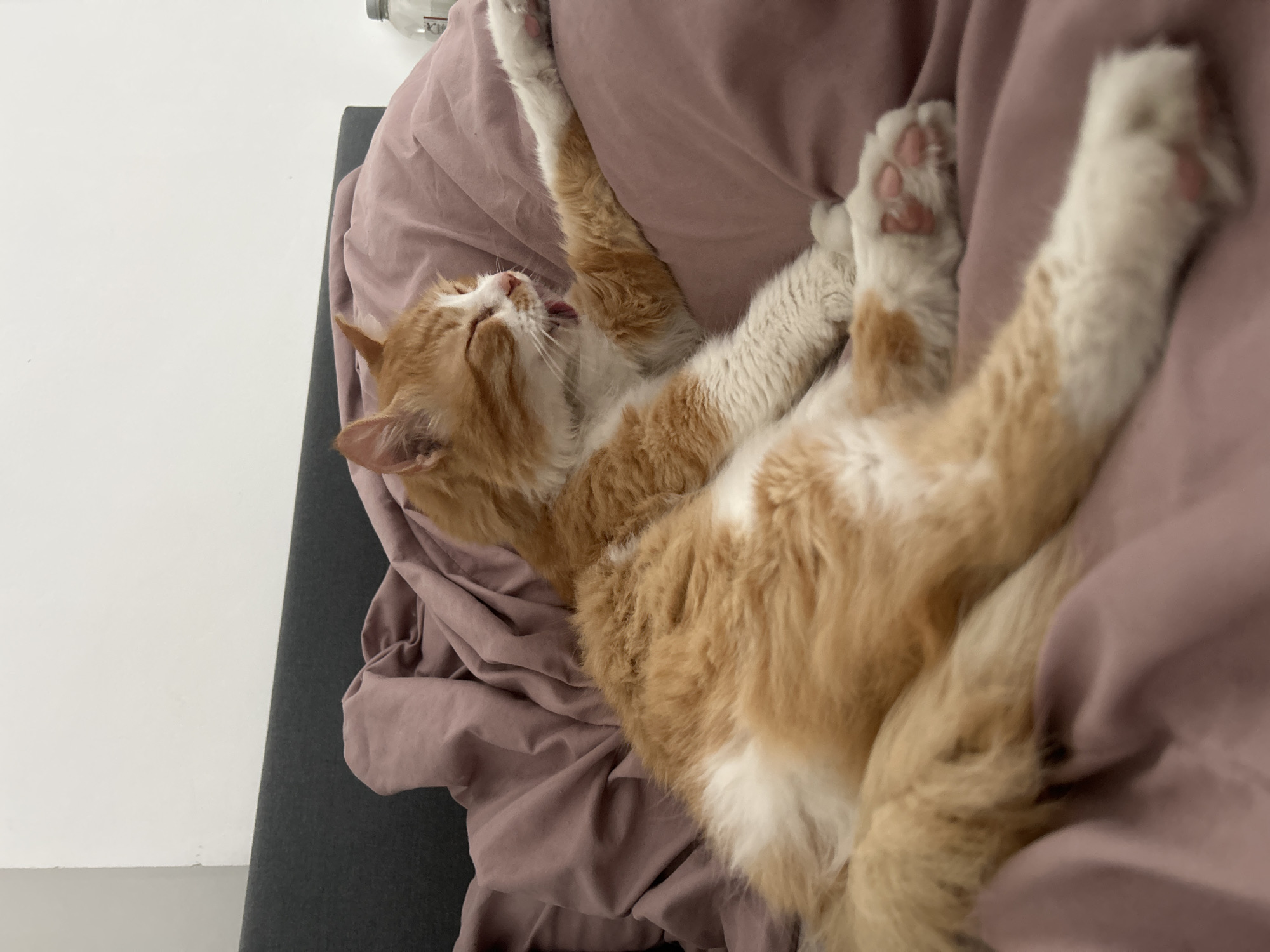 Cat relaxes on back on pink bed, yawning