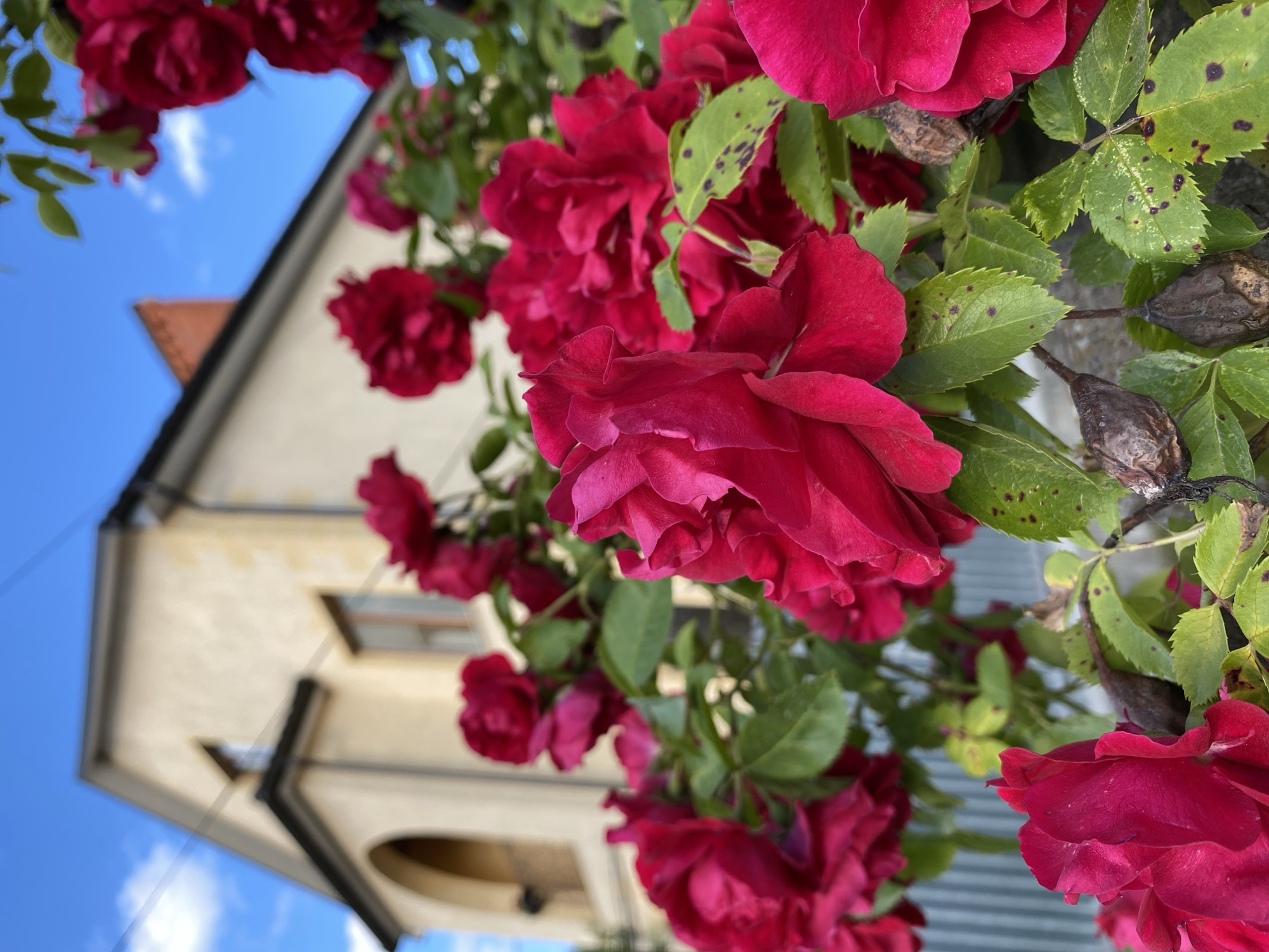 Roses, jasmine, and wildflowers on a neighborhood stroll