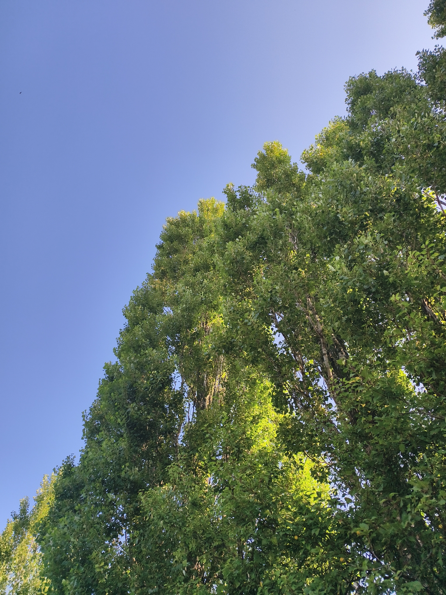 Blue skies and greenery over a quiet Tczew morning