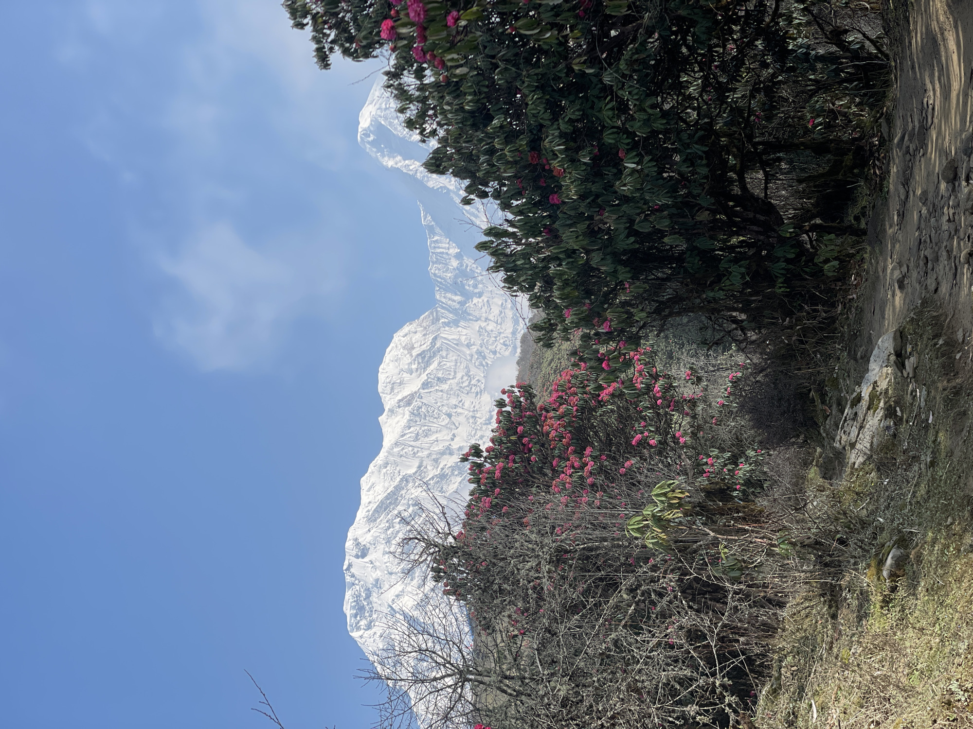 Mountain trail activity documented in Nepal's rhododendron season