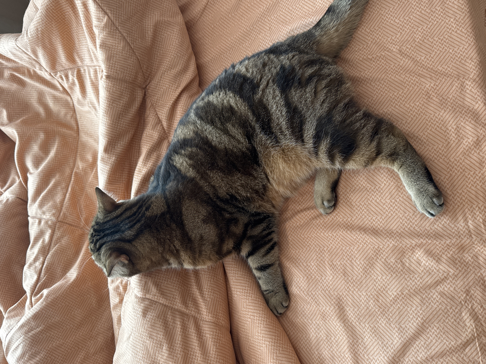 Domestic pets photographed at home in Chaikovsky, Russia