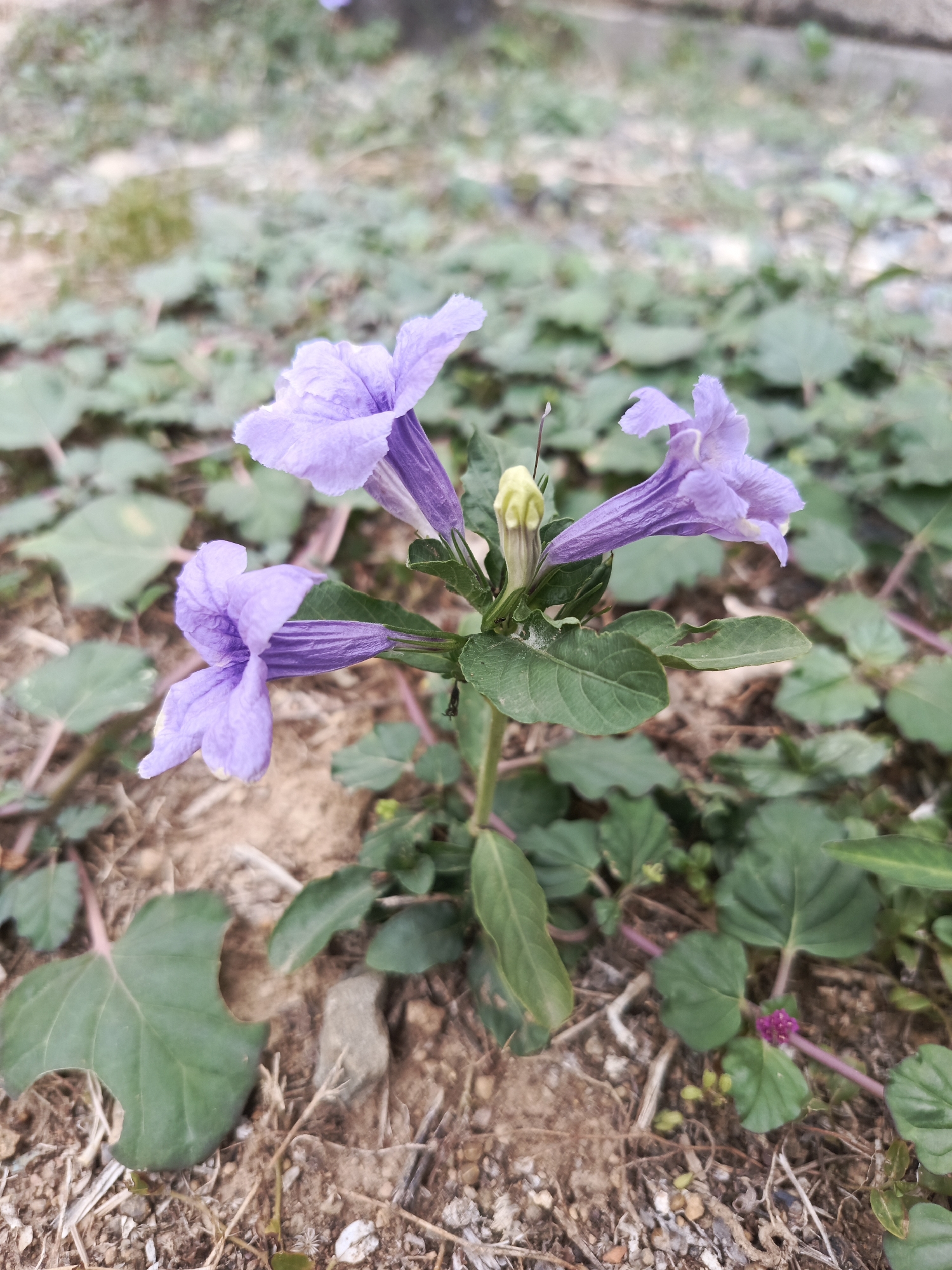 Purple flowers bloom in Tinaco, Venezuela countryside