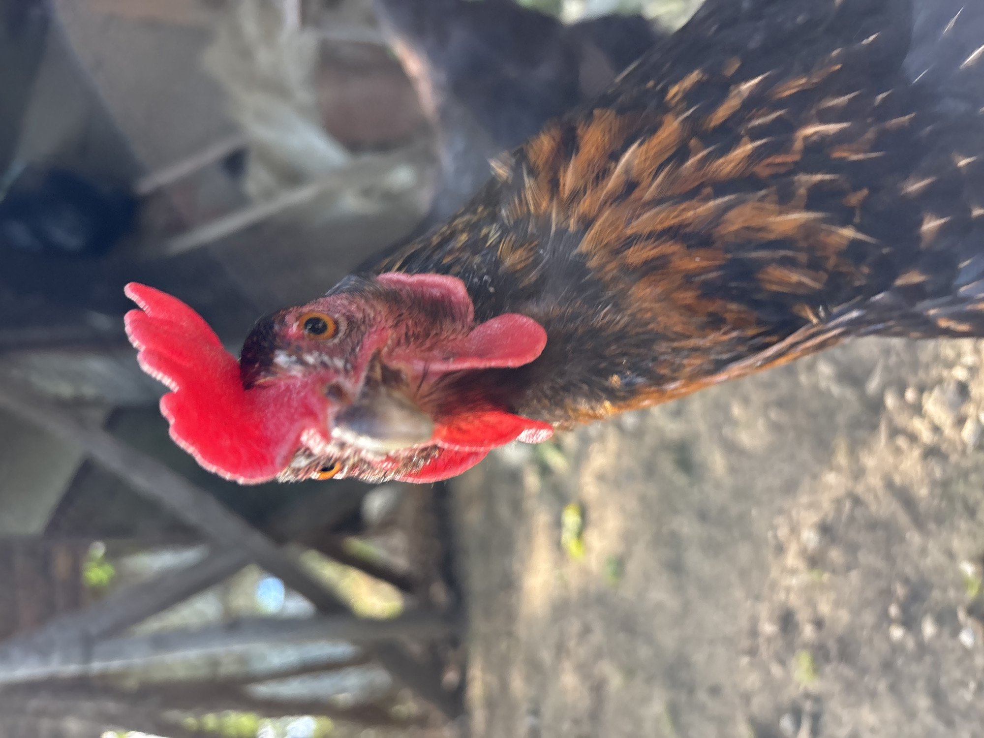 Backyard chickens, dogs, and casual selfies in rural Zlatograd