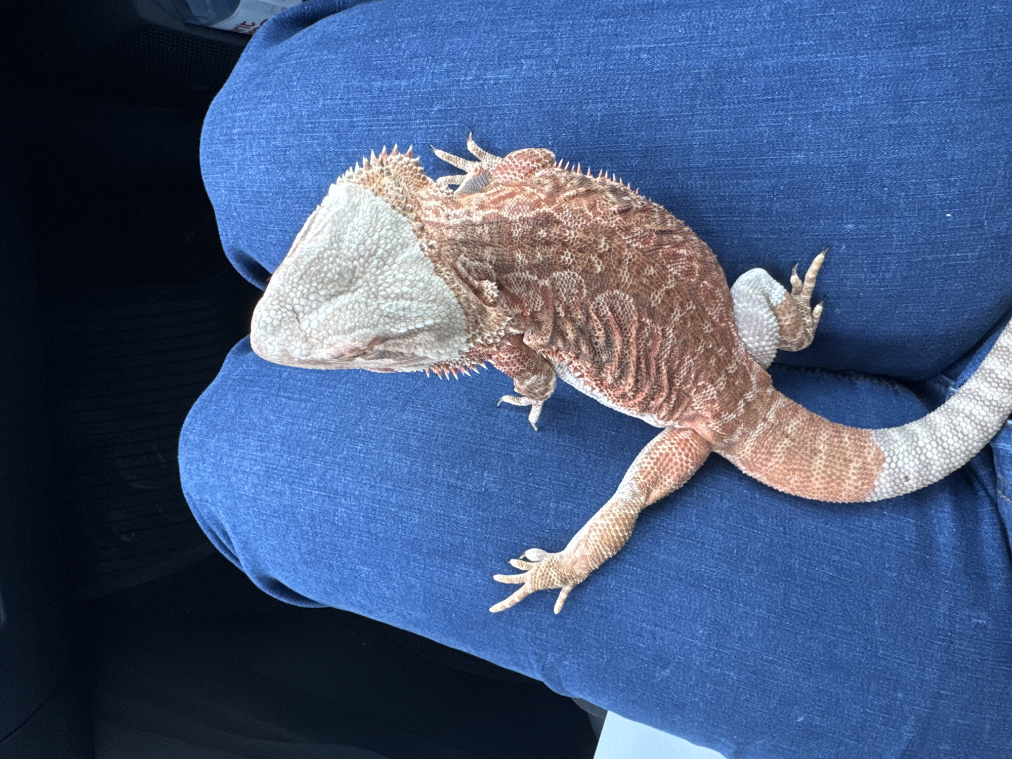 Bearded dragon sits on owner's lap during car ride