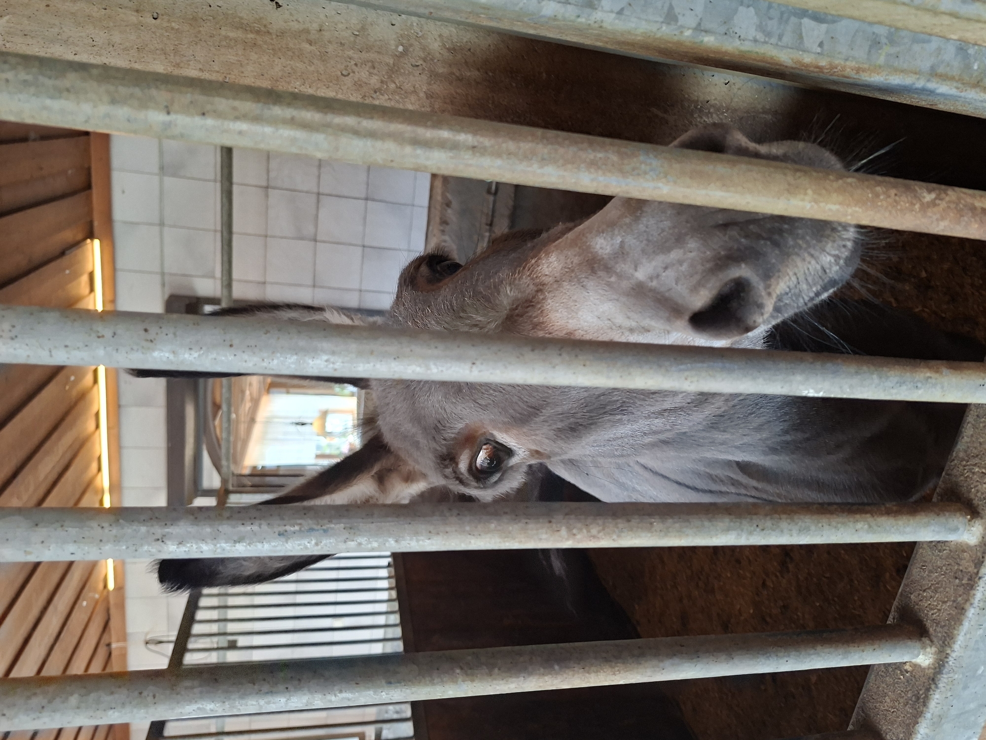 Horses, a donkey, and Alpine views at a Münster farm