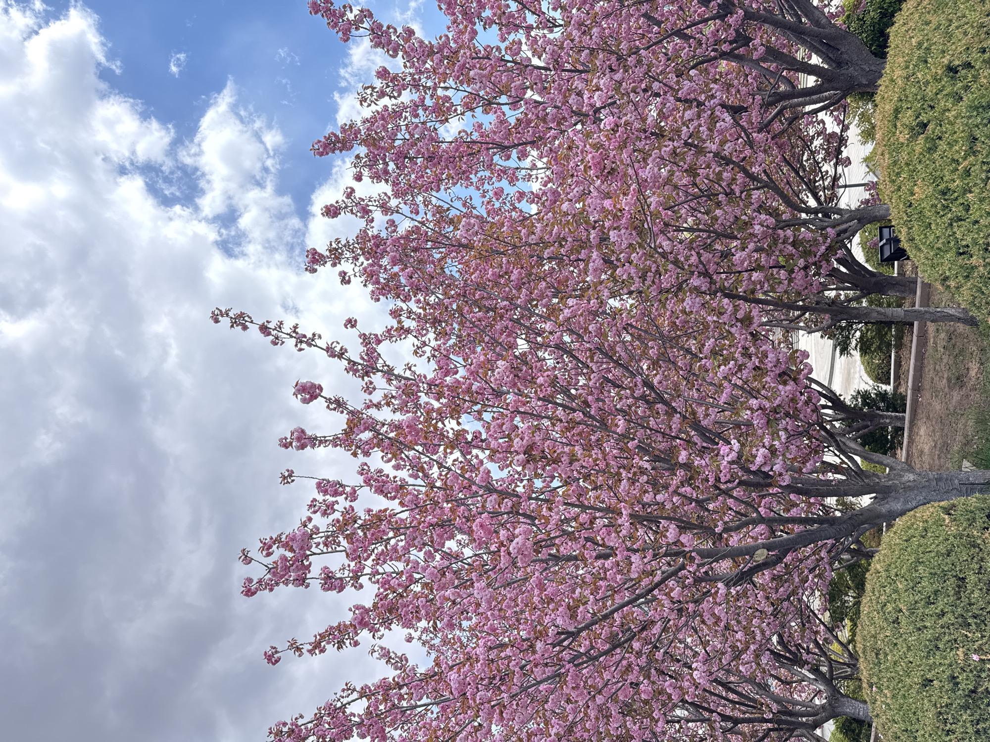 Spring day captures young people enjoying cherry blossoms in Guta