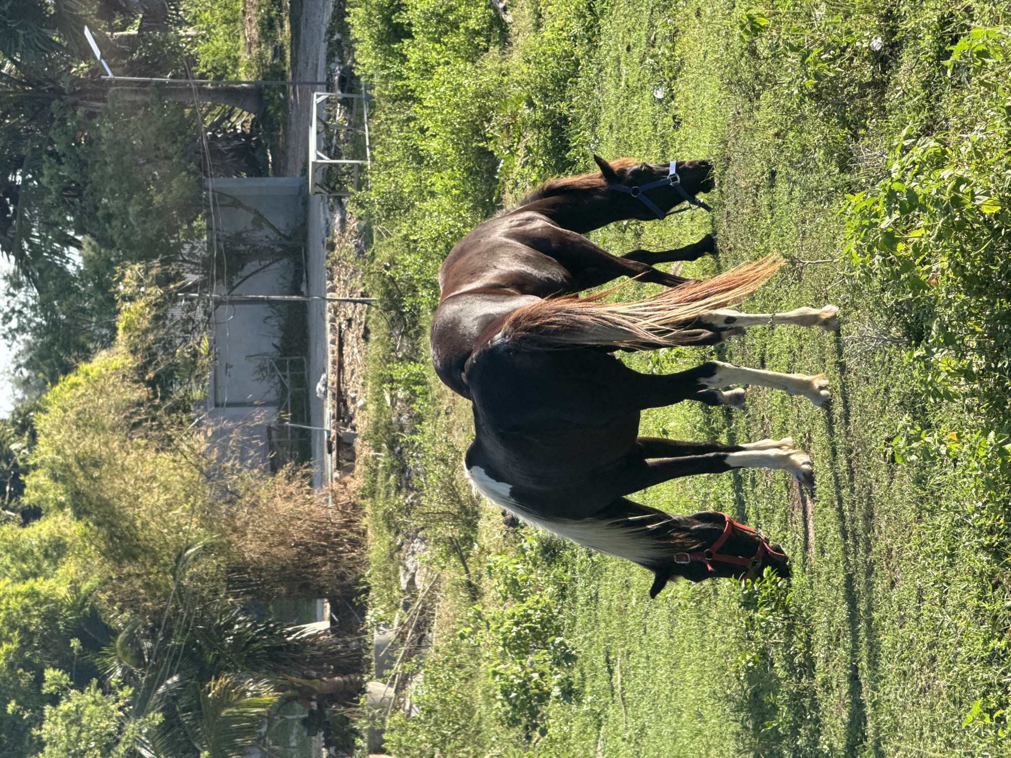 Horses and cattle graze in open fields on Koh Samui