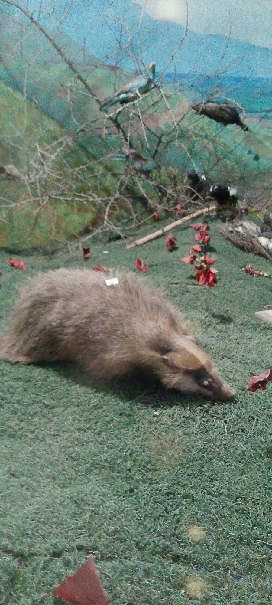 Natural history museum exhibits mixed with outdoor nature snapshots