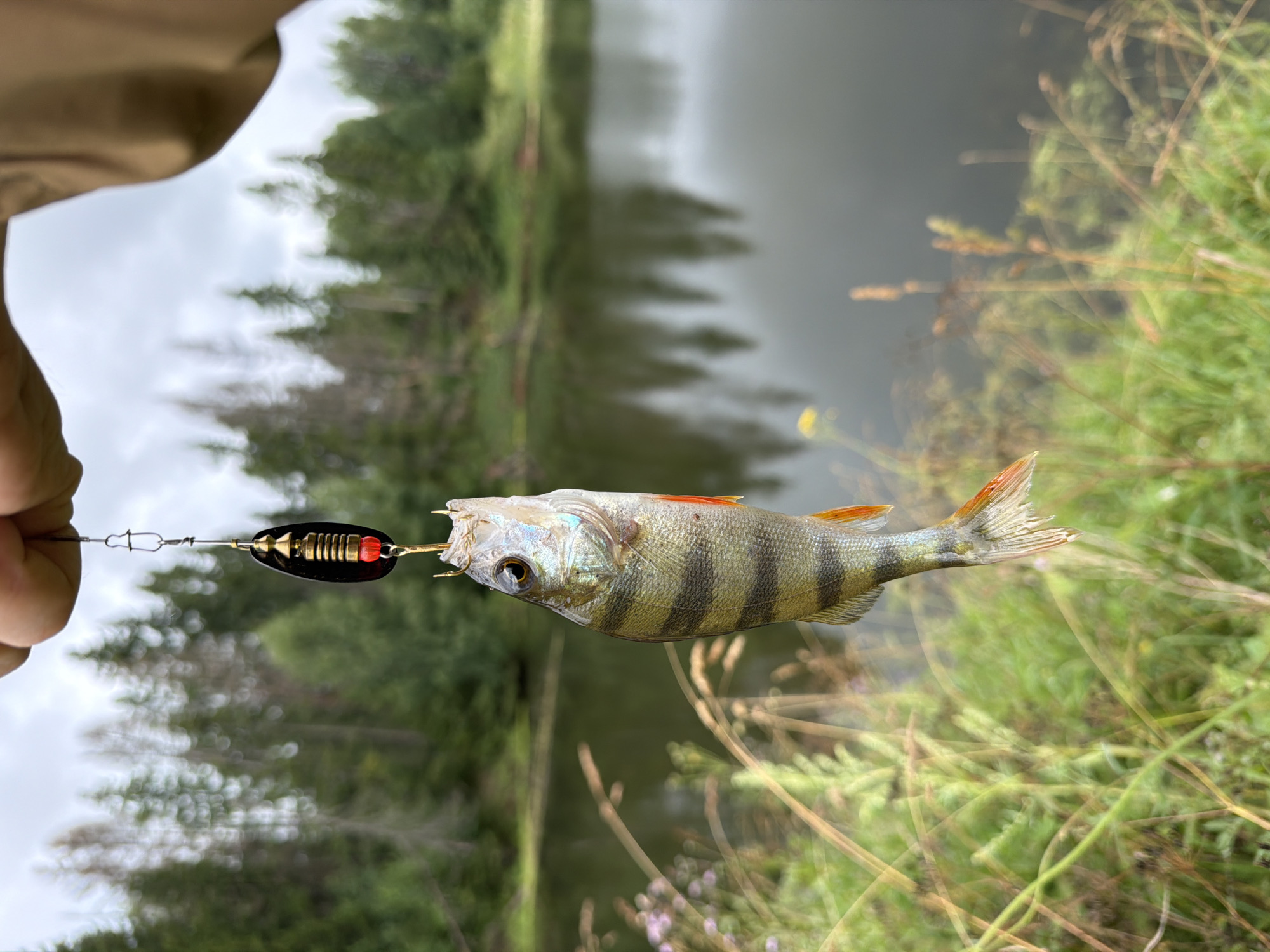 Fresh catch: striped perch on a lure near Podshivalovo