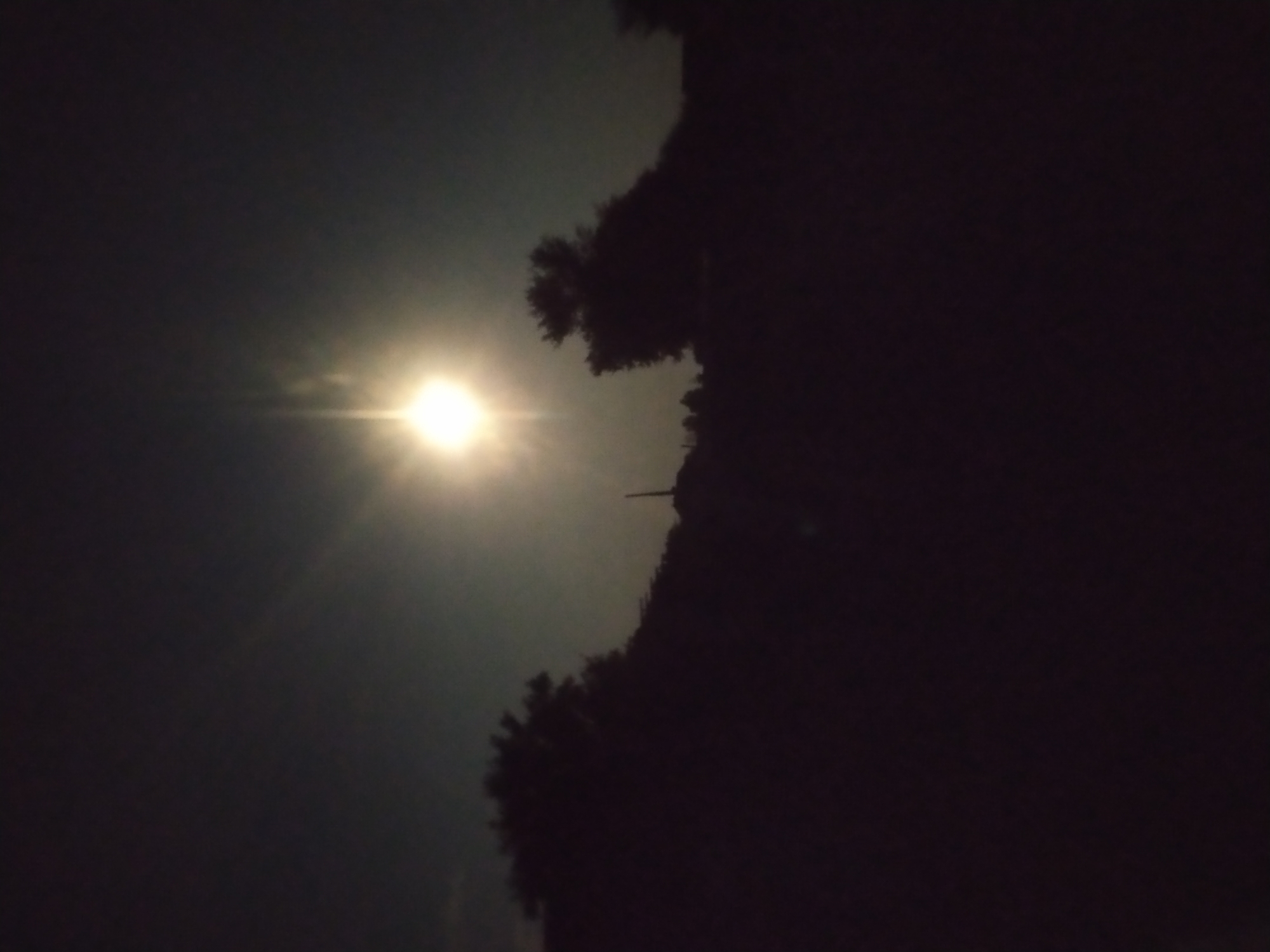 Night garden walk: moon overhead, flowers and foliage up close