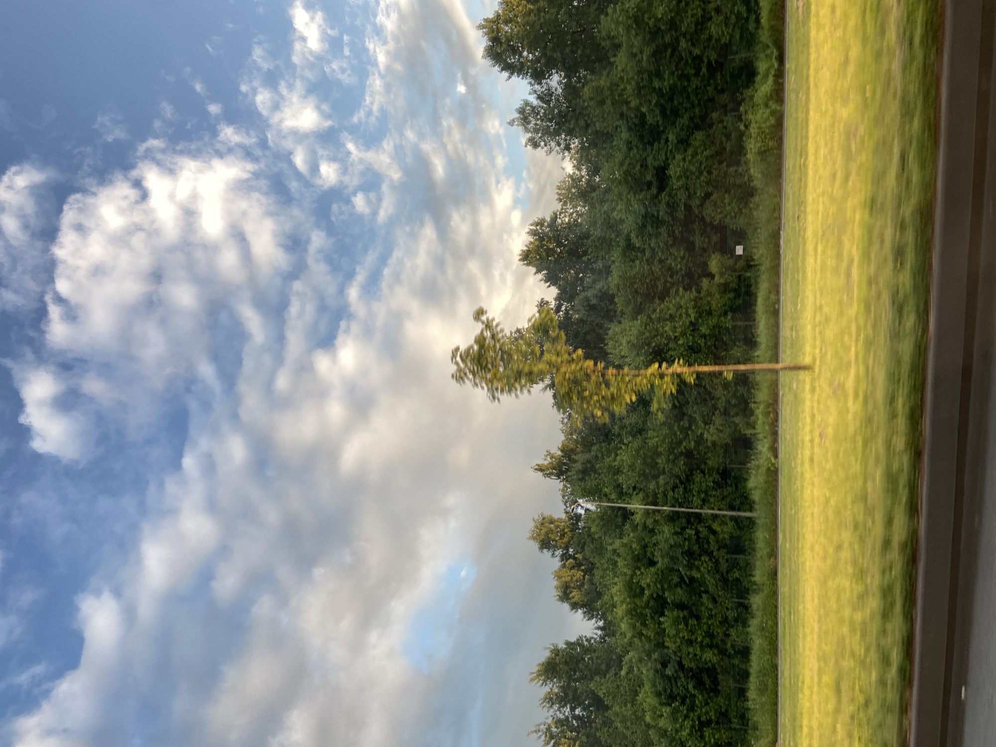 Overcast summer tree line on the outskirts of St. Petersburg