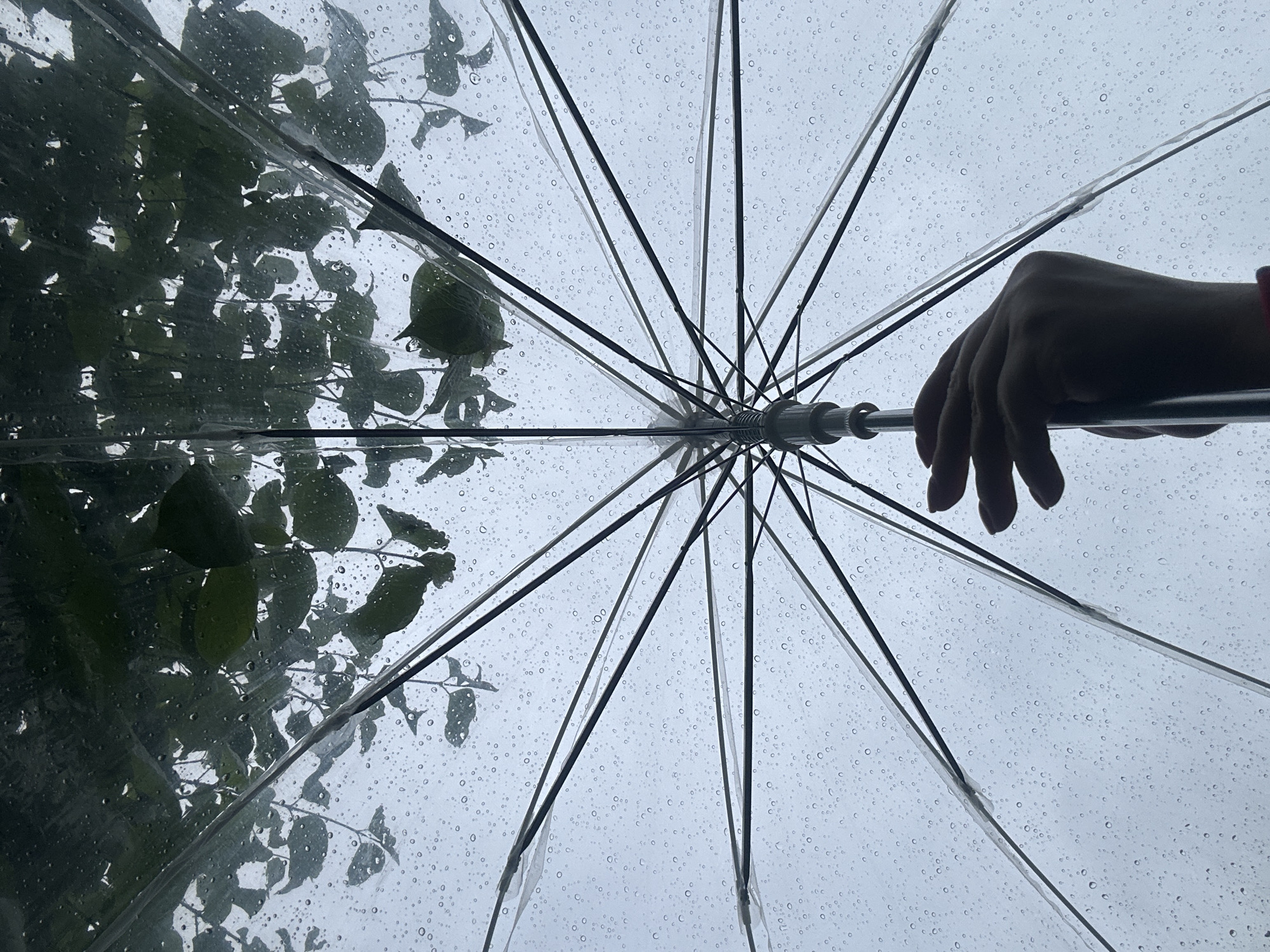 Rainy afternoon documented through gardens and streets in Krefeld