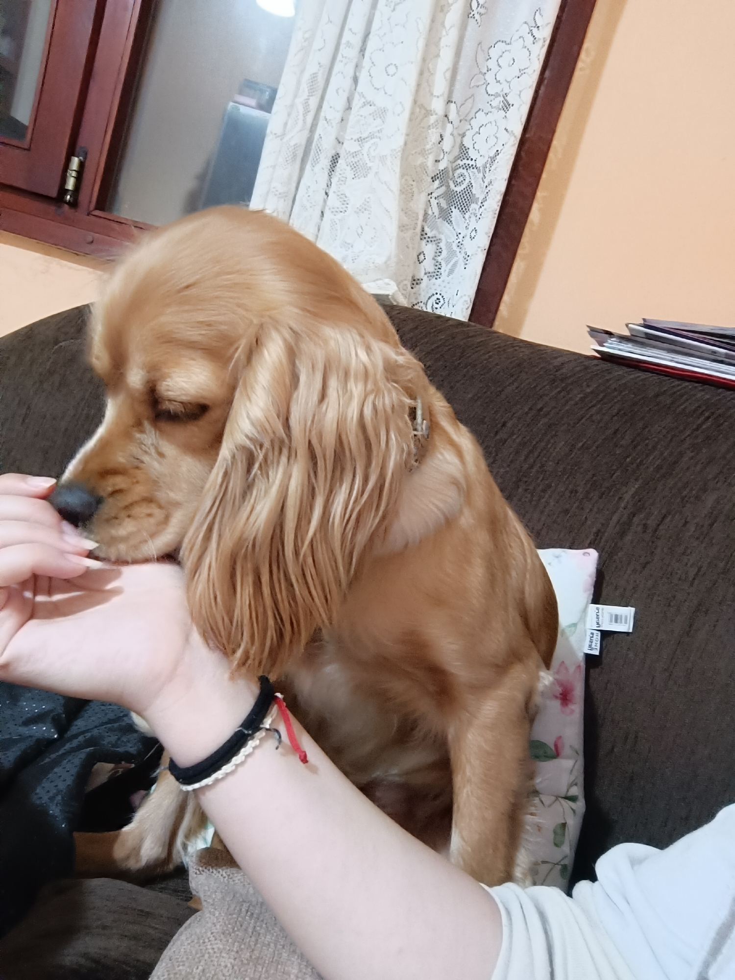 Cocker spaniel and dinner captured in Pleven home scene