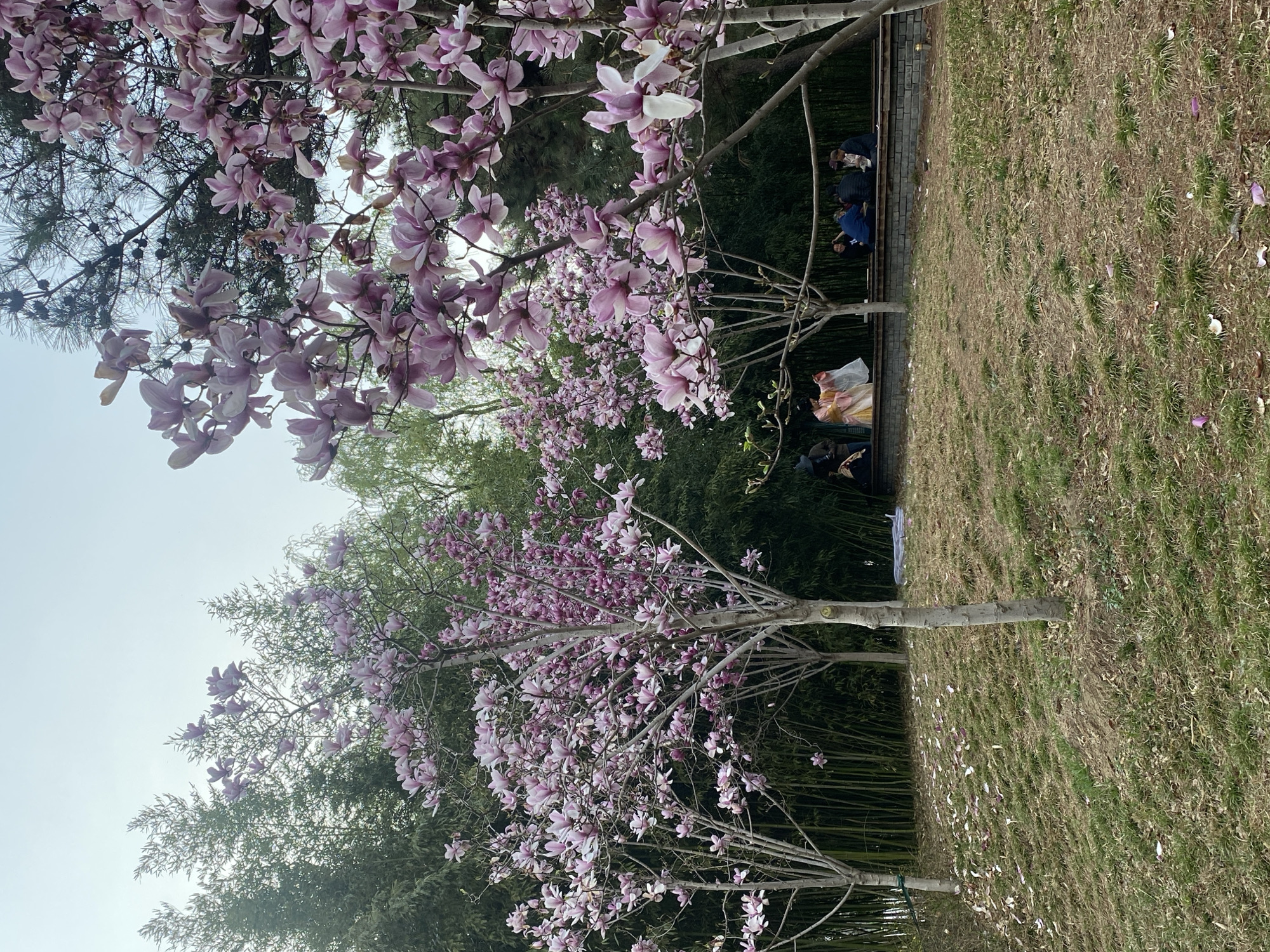 Spring morning scenes captured in Beijing park with blooming trees