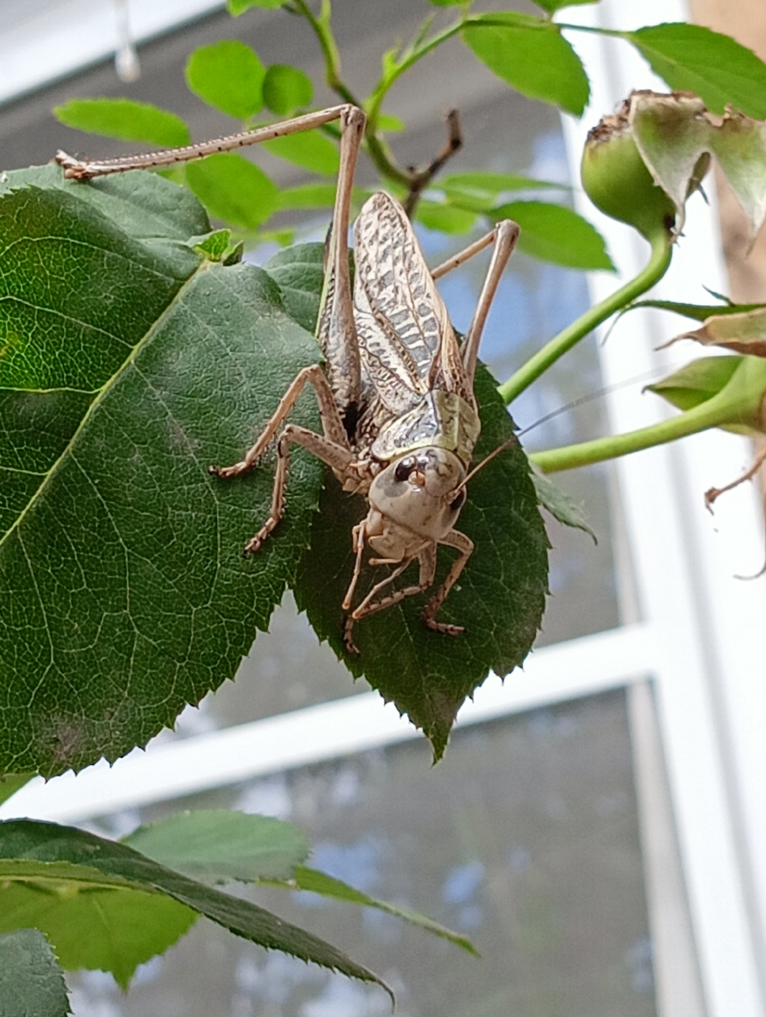 Backyard insects, a sleepy cat, and fresh waffles in rural Russia