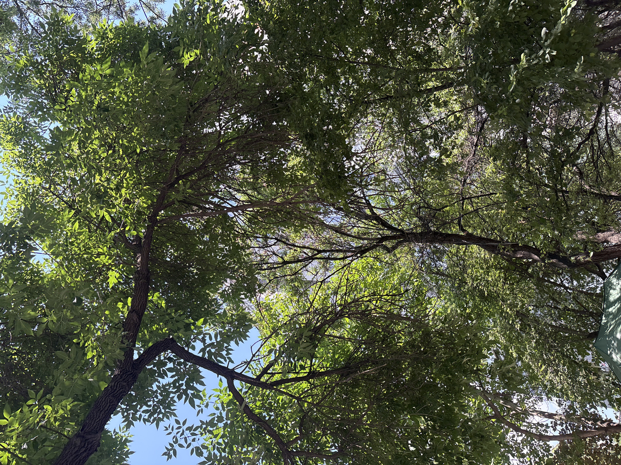 Summer morning under the trees in Plovdiv