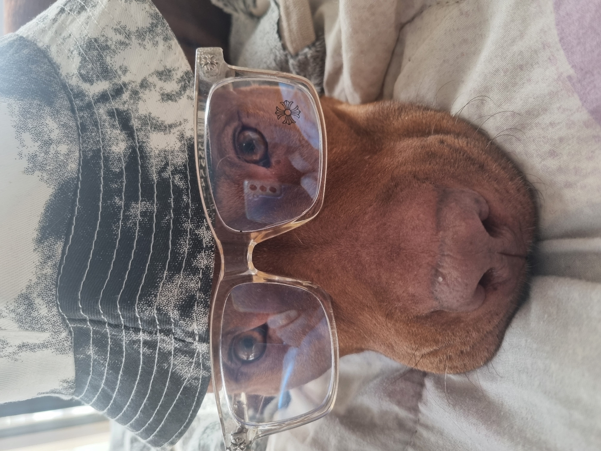Dog poses in glasses and 'FEARLESS' jacket during indoor photo session