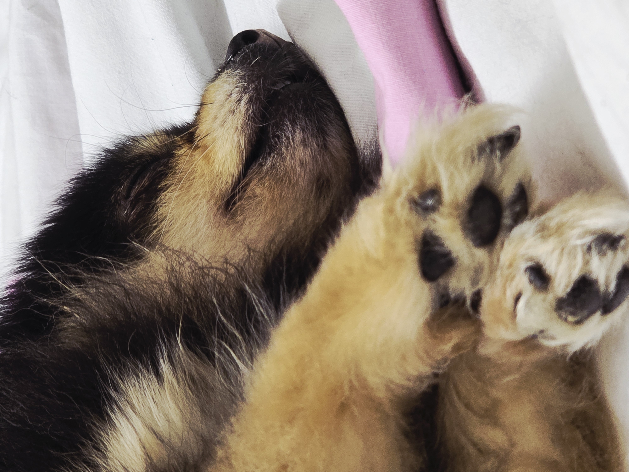 Pet owner documents sleeping dog during quiet evening in Khimki