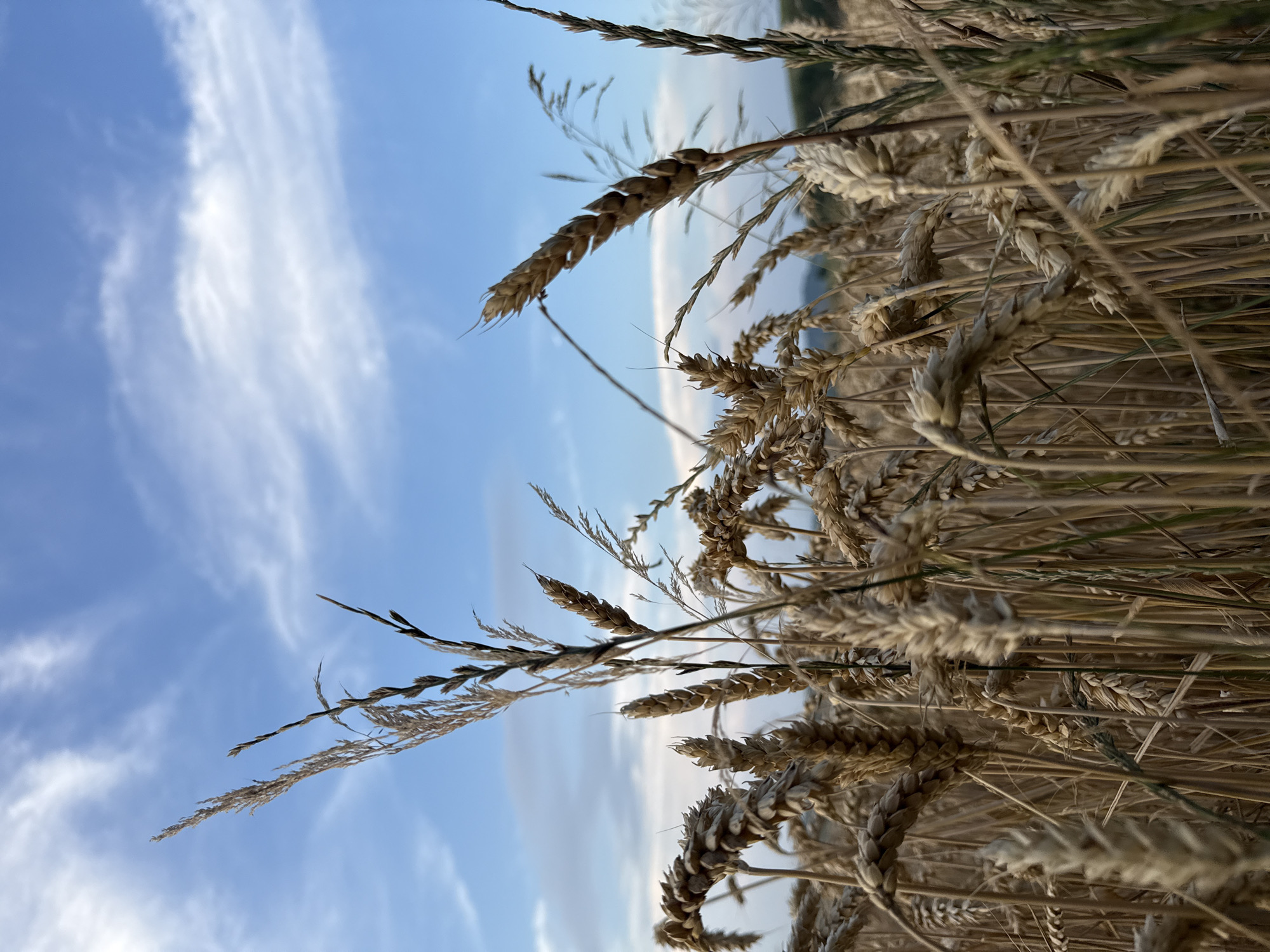 Golden wheat fields and garden details at harvest time