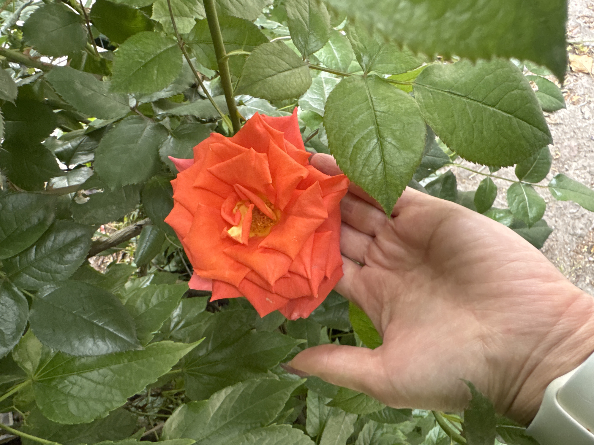 Visitor documents roses and zoo animals during Poznan garden tour