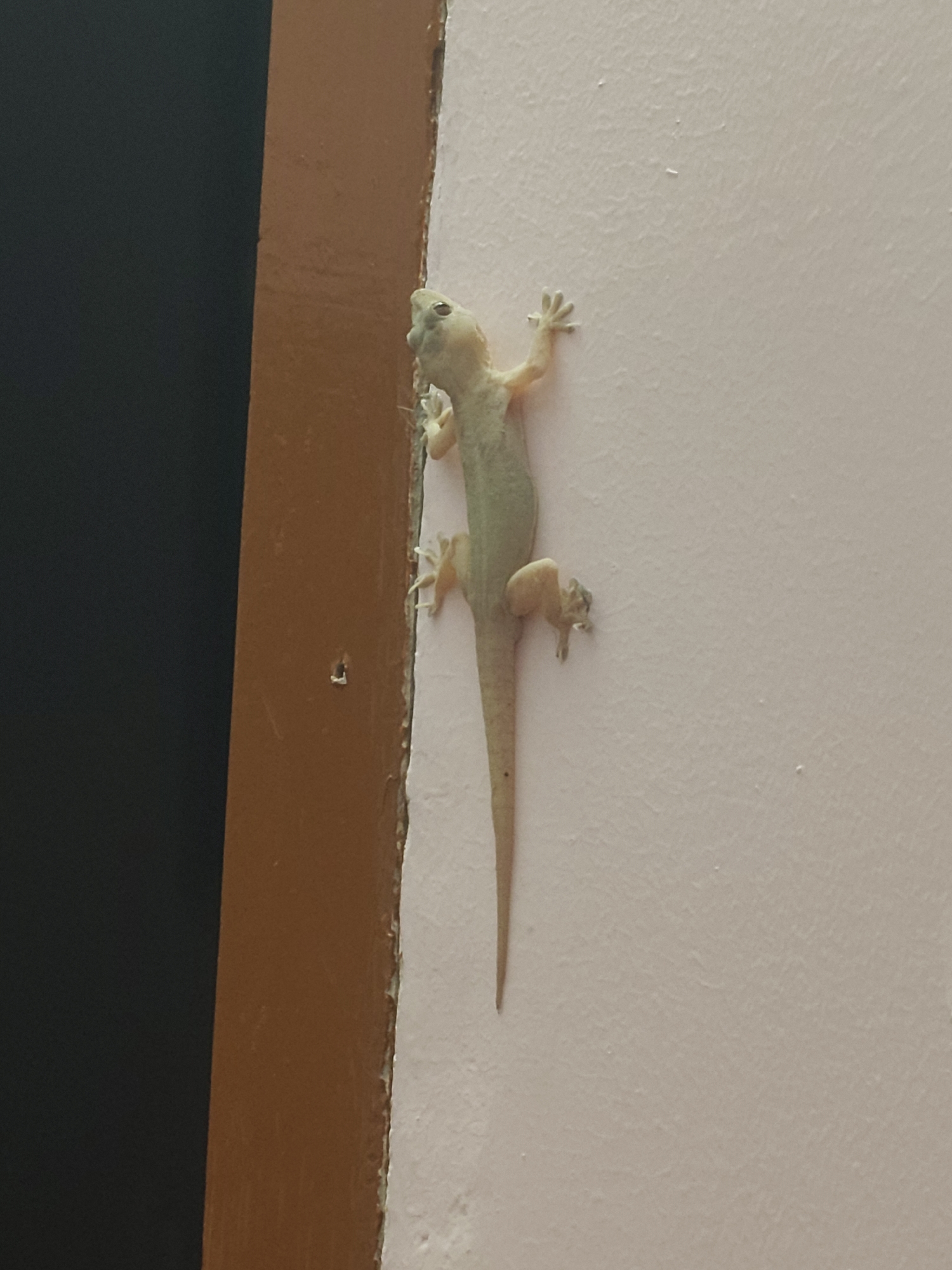 Geckos spotted on walls near doorframes in rural India