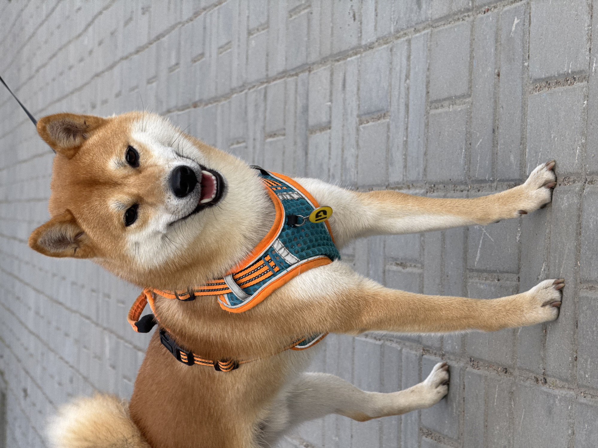 Shiba Inu dog walk documented on Lednevo sidewalks