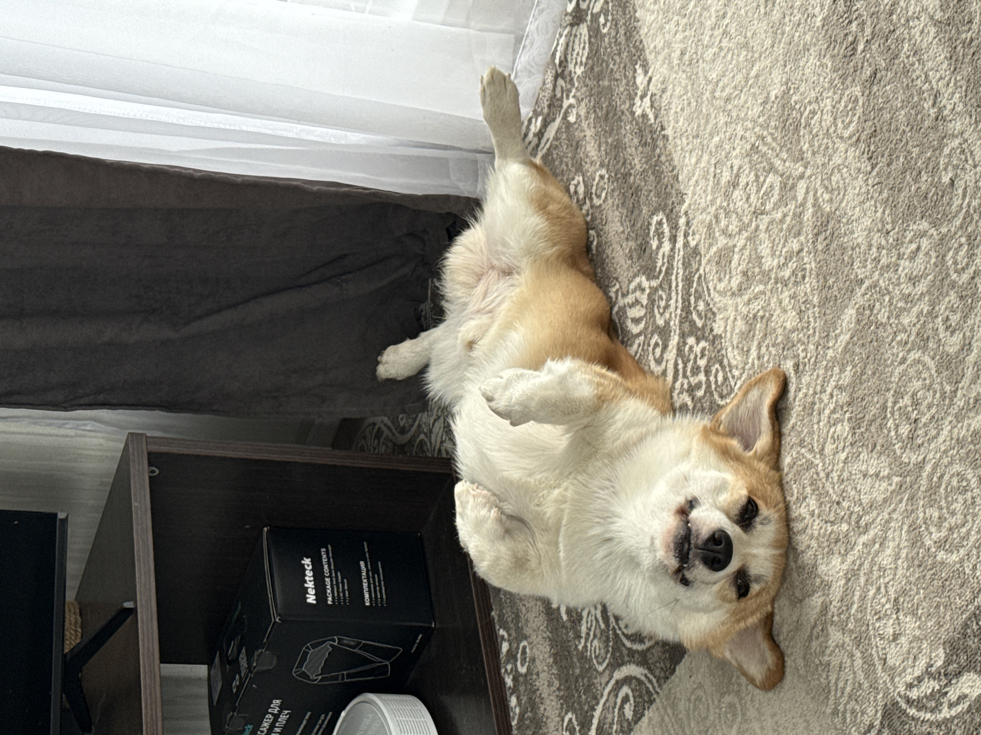 Corgi lounging around a Perm apartment on a cloudy morning