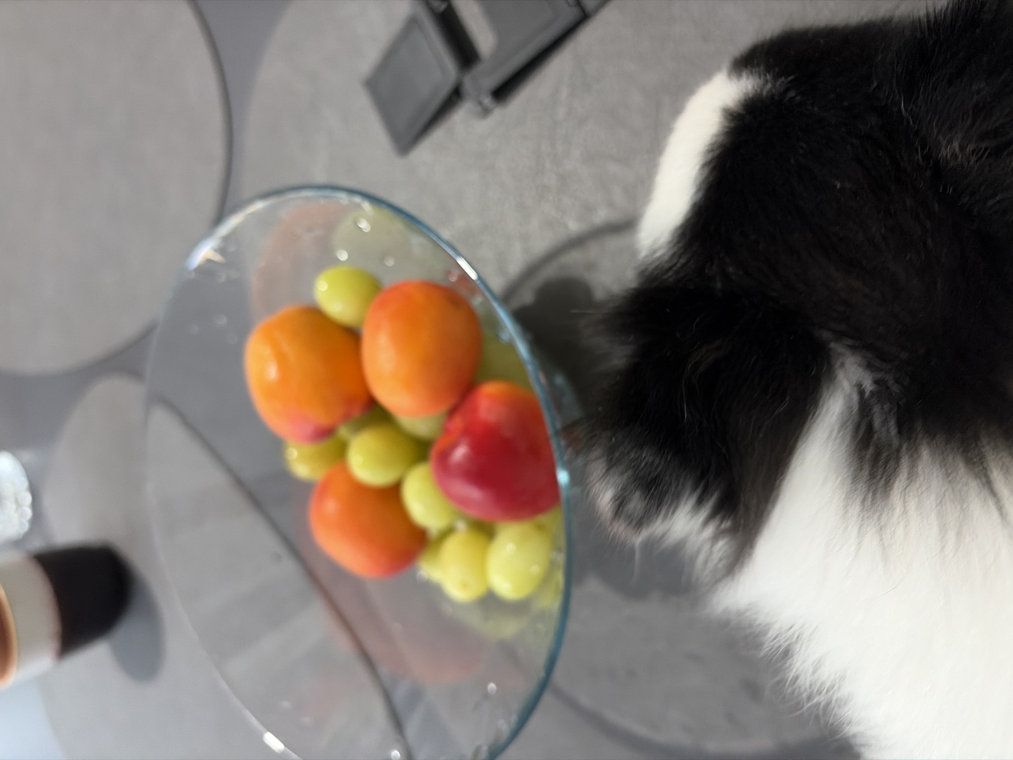 Pet observed near fruit bowl in Bulgarian home