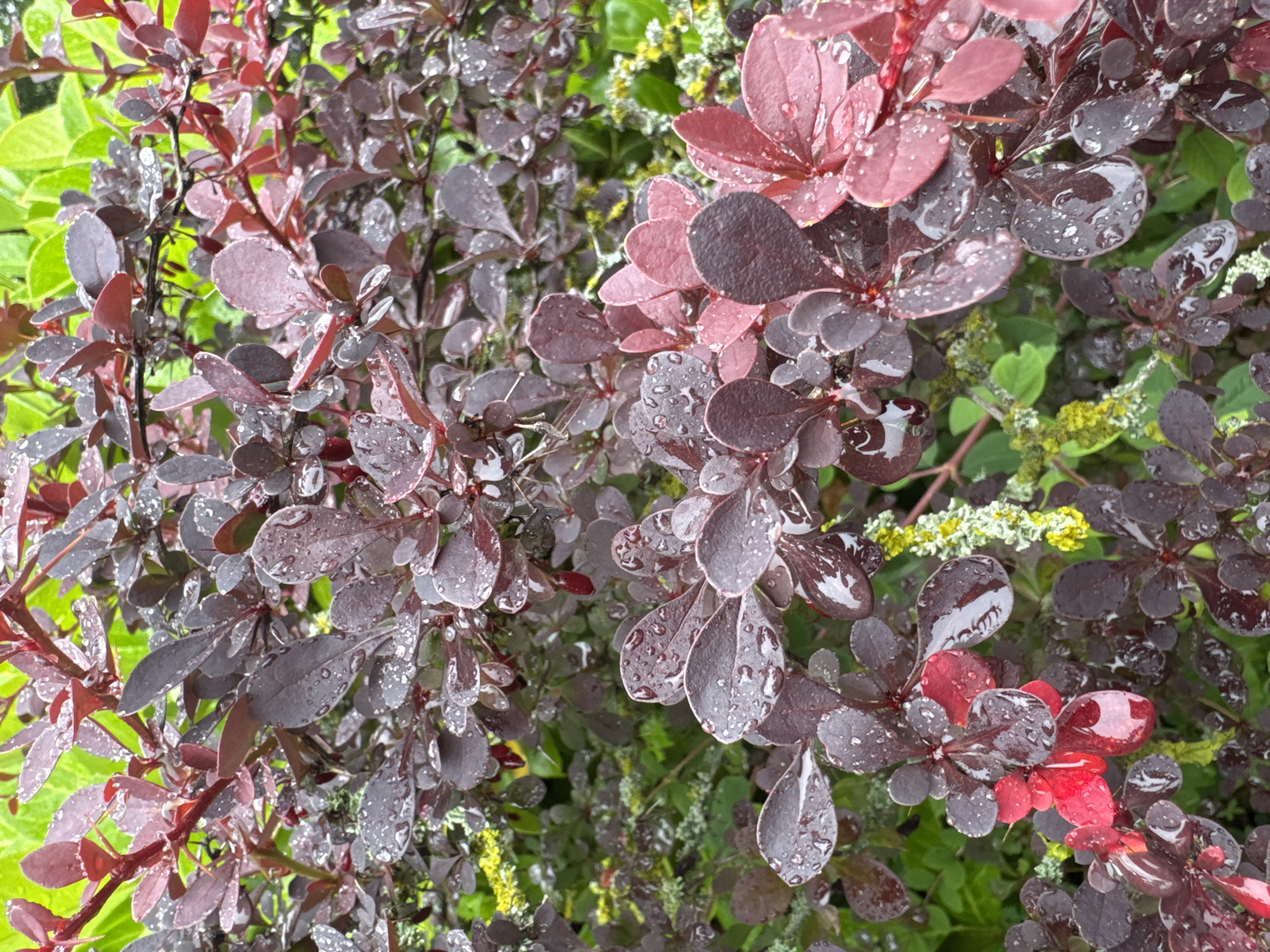 Morning walk documents rain-soaked gardens, forest paths, park scenes