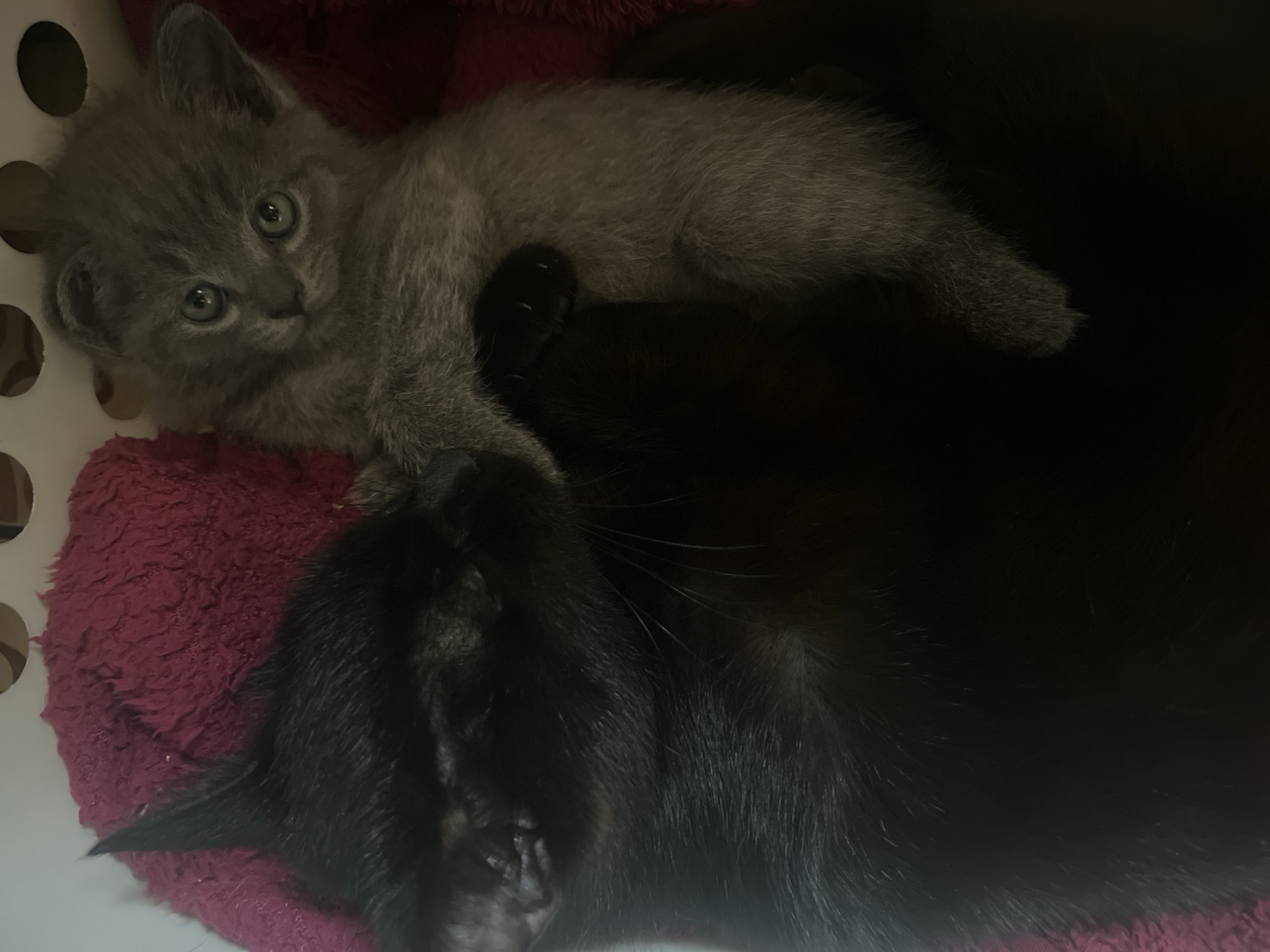 Kittens, frogs, roses, and stormy skies in a Ukrainian village