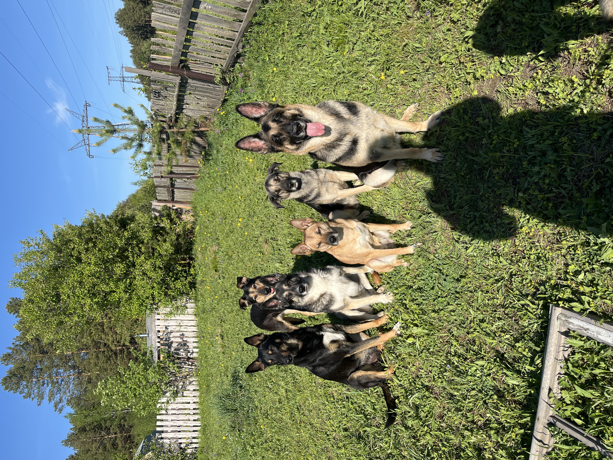 Dogs play and rest in Nizhny Tagil yards