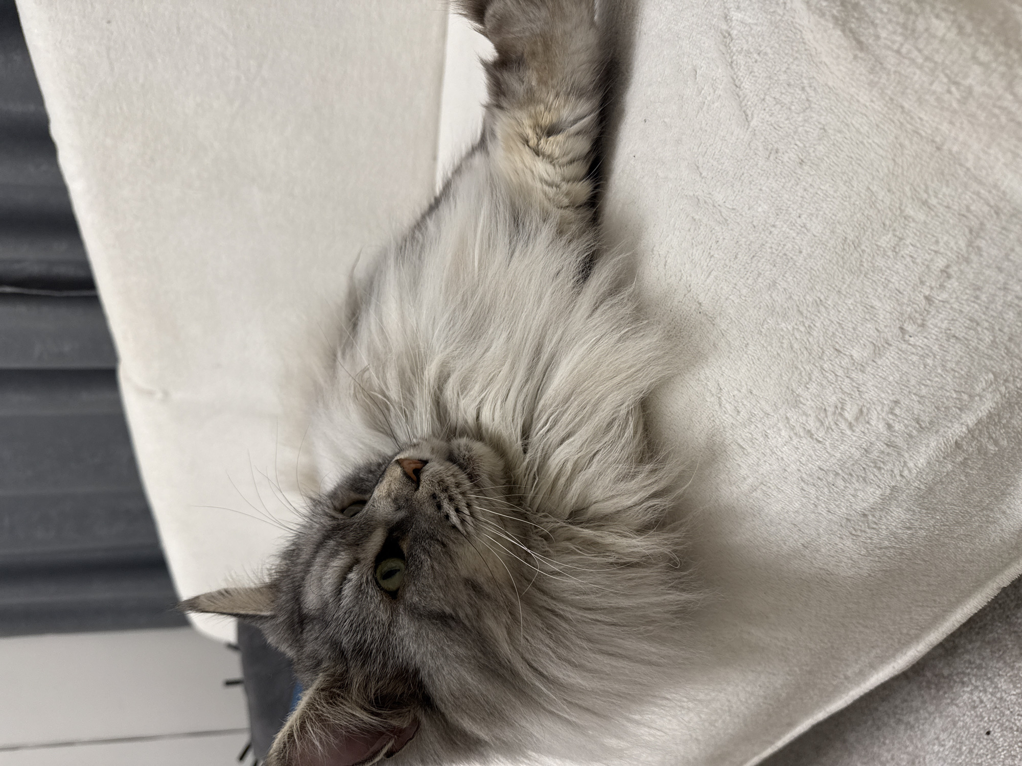 Silver tabby cat photographed relaxing on white furniture in Bulgaria