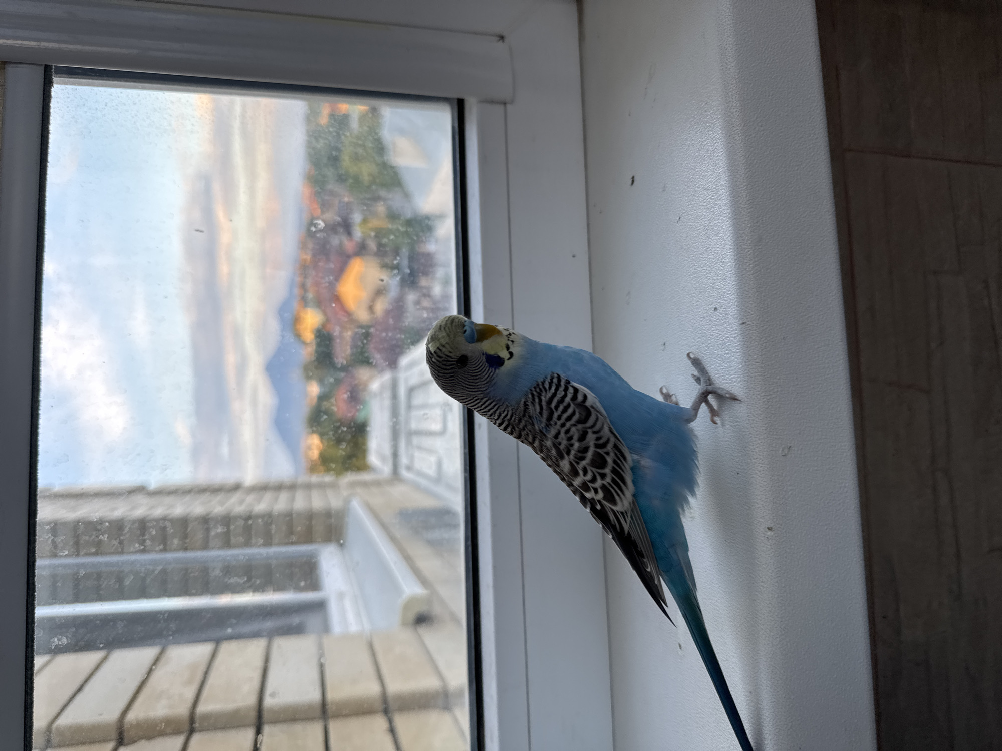 Blue budgerigar perched on a windowsill in rural Russia