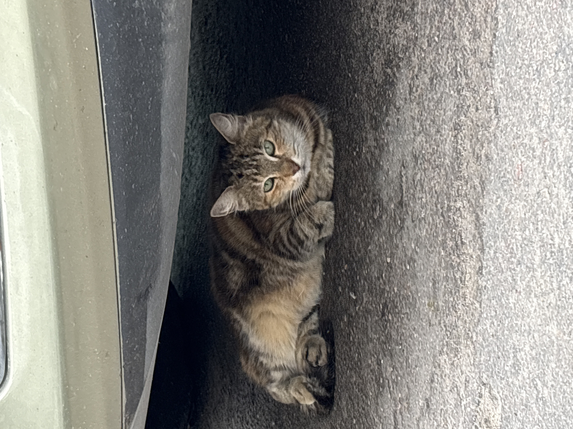 Tabby cat naps under parked SUV on Saint Petersburg street